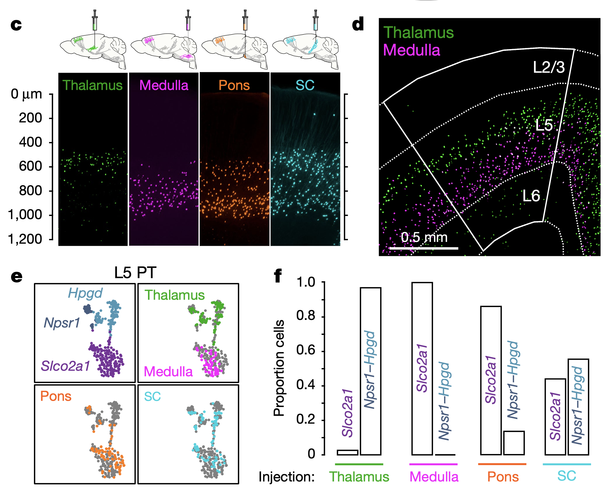 Evidence for two different types of layer 5b pyramidal-track (PT) neurons, from Economo et al., 2018. The PT-upper neurons participate in the thalamic loops as shown in the prior figure, while the PT-lower neurons project to the motor control areas in the medulla oblongata. Panel d shows this distribution in terms of retrogradely labeled neurons projecting to the thalamus vs medulla.