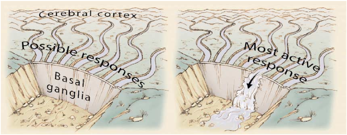 Conceptual model of the BG performing action selection, allowing only one selected action to proceed (via the direct Go pathway), while inhibiting the others via the indirect No pathway (from Gazzaniga et al, 2018).
