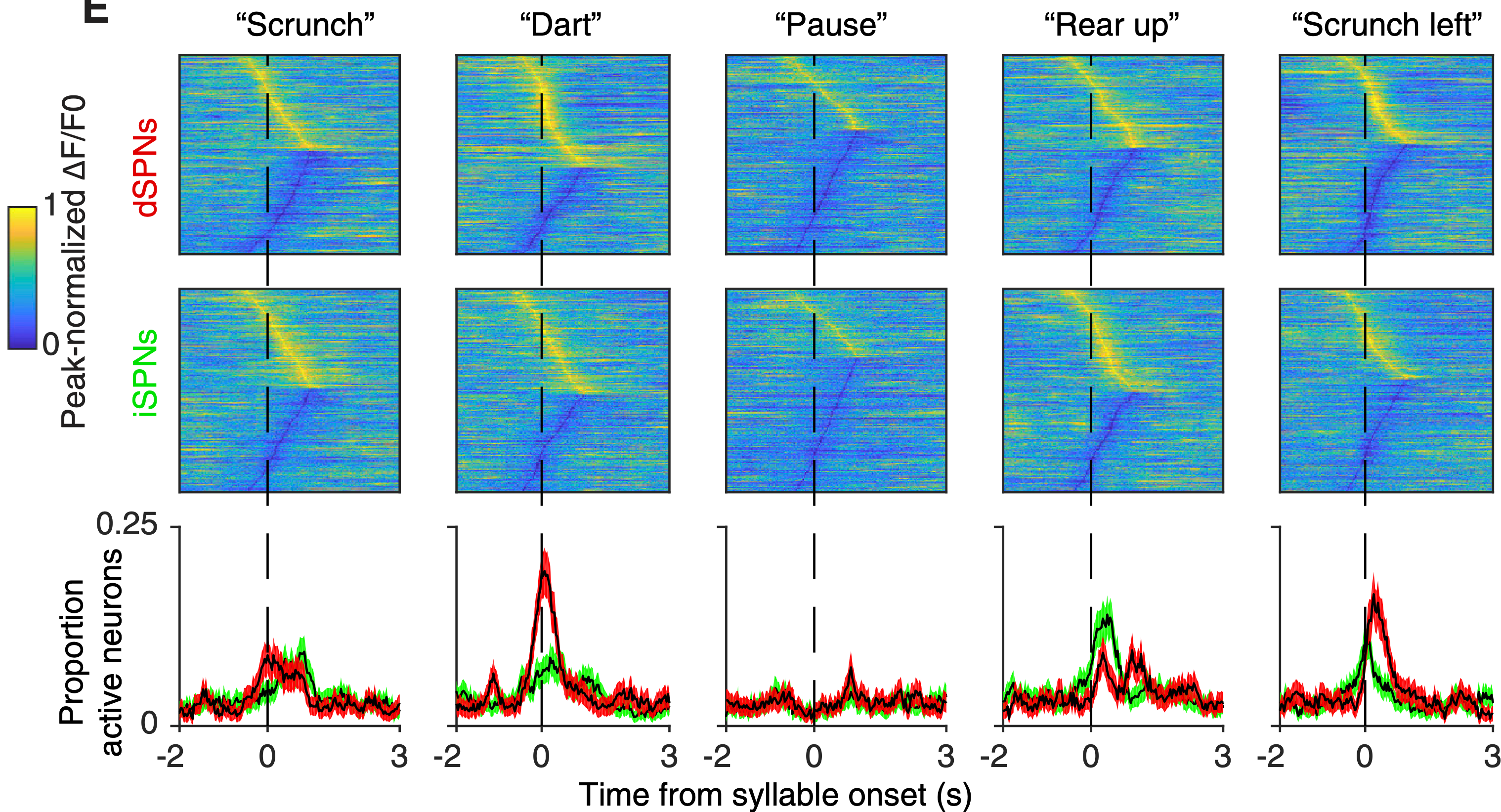 Averaged traces of neural activity (yellow colors) and inactivity (blue) of dSPNs and iSPNs in the DLS of freely behaving mice, associated with different actions as labeled. Each line represents the behaviorally synchronized average for an individual neuron. There is bidirectional modulation of neural activity in both pathways specific to each action, straddling the onset of these actions. Any given neuron has a relatively brief phasic window of activity, which reliably occurs at about the same relative point in time across instances of the behavior. From Markowitz et al., 2018.