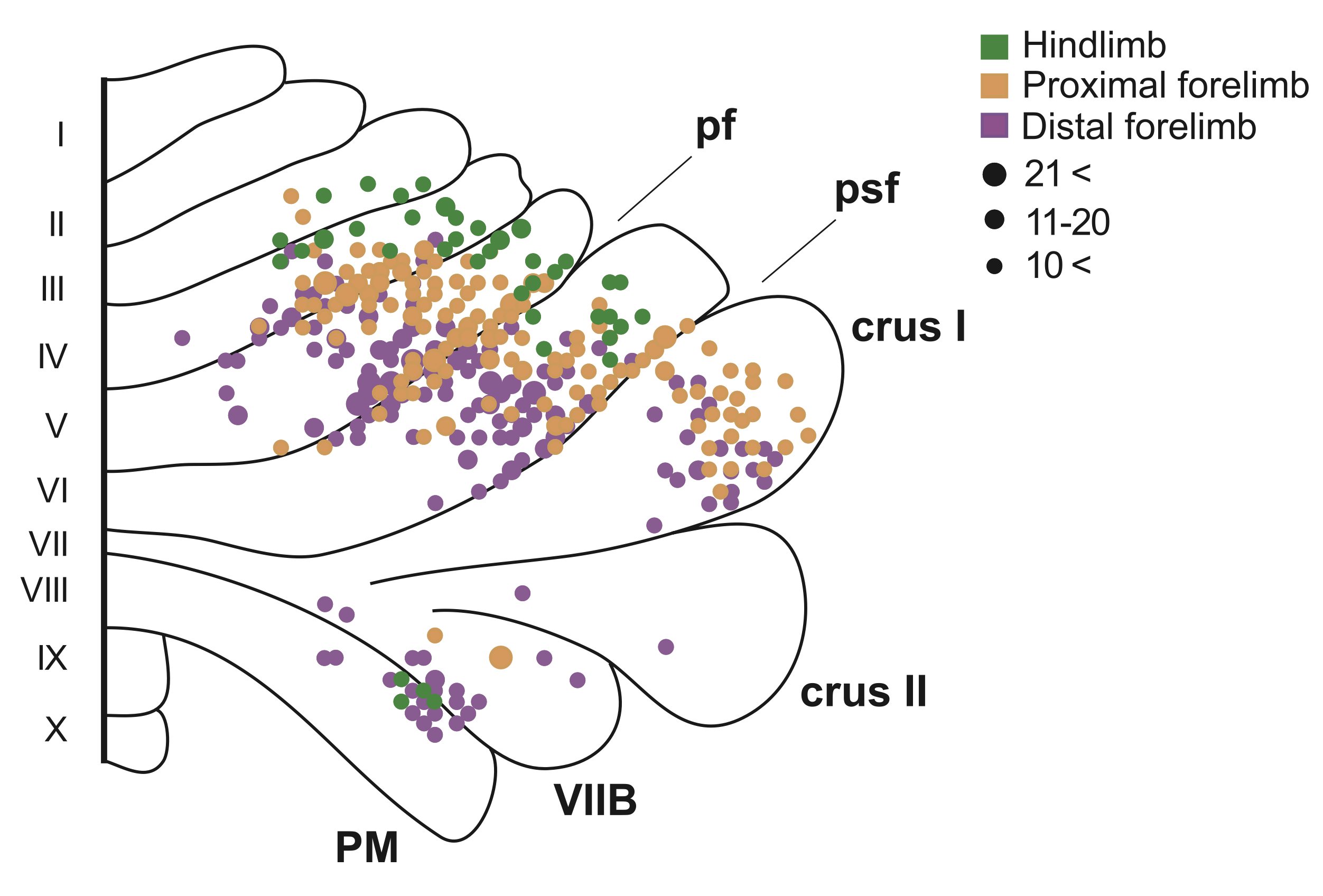 Distributed topographic projections for different skeletal motor areas in the macaque monkey, consistent with the cross product connectivity pattern, where each area is represented in multiple distributed locations. The areas of the lateral cerebellum interconnected with the interposed nucleus, which are associated with the various skeletal muscles, are the only part of the cerebellum with significant topography, where the limb projections are in the same ordering on the medial-lateral axis. From Lu et al., 2007.