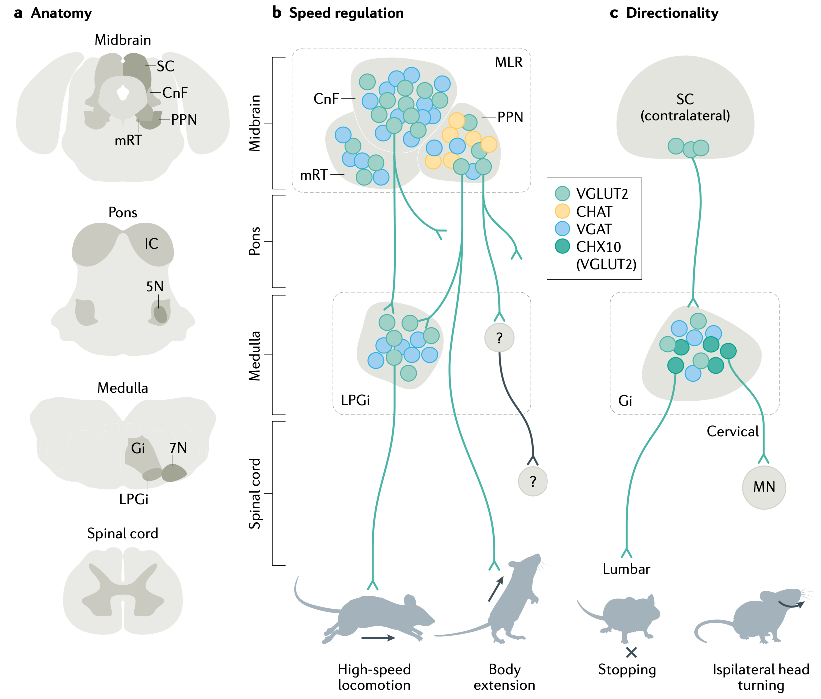 Brainstem levels of control over spinal muscle synergies, across multiple levels from the midbrain to the medulla. MLR = mesencephalic locomotor region; SC = superior colliculus; CnF = cuneform nucleus; PPN = pedunculopontine nucleus; mRT = mesencephalic reticular formation; LPGi = lateral paragigantocellular nucleus; IC = inferior colliculus; 5N = trigeminal motor nucleus; Gi = gigantocellular nucleus; 7N = facial motor nucleus; From Arber & Costa, 2022.