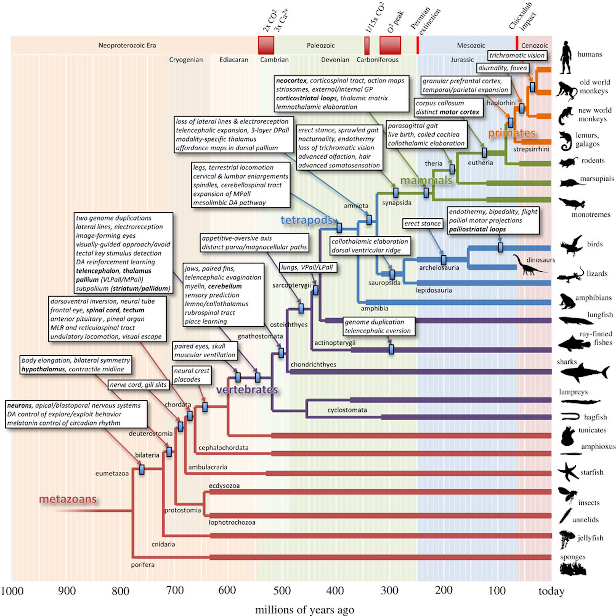 Key changes in brain features over the course of evolutionary history, from Cisek (2021).
