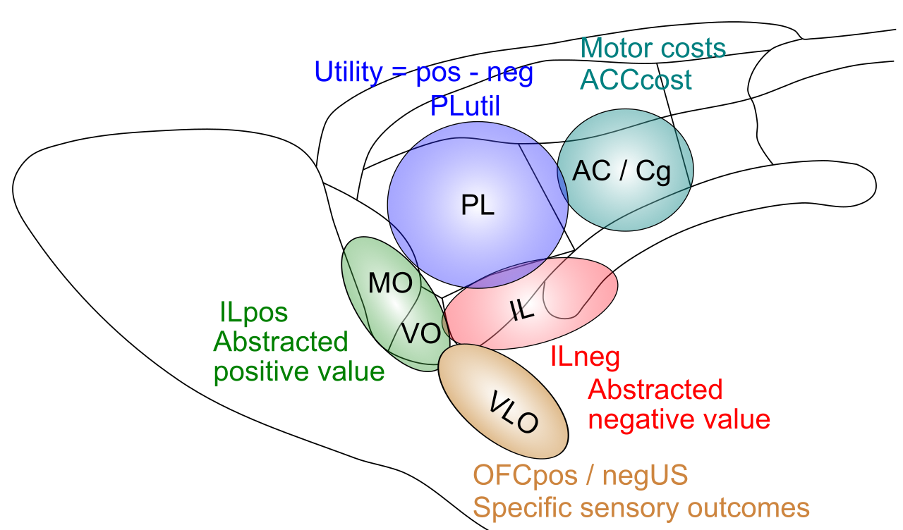 Functional anatomy of the prefrontal cortex in the rat brain, labeled according to the core Rubicon goal-driven functions, as identified in the prior figure. These comprise most of the rat PFC.