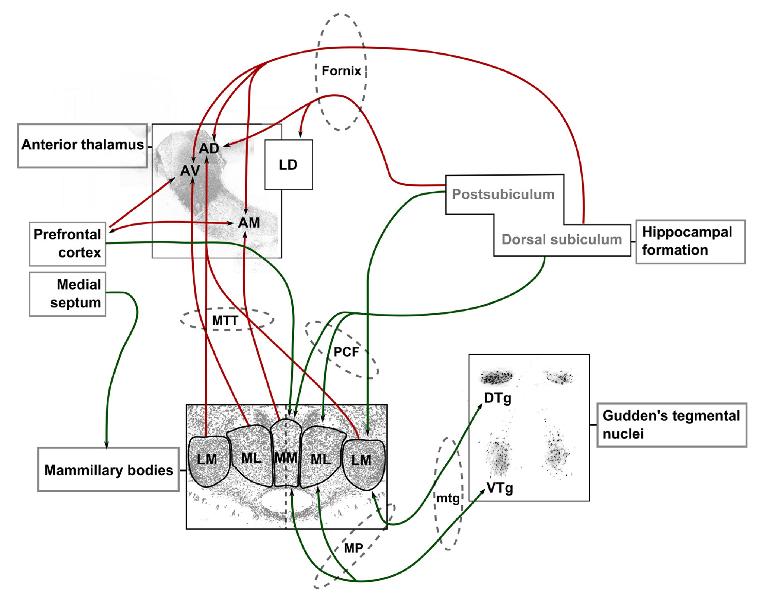 The mammillothalamic system. From Dillingham et al., 2015.