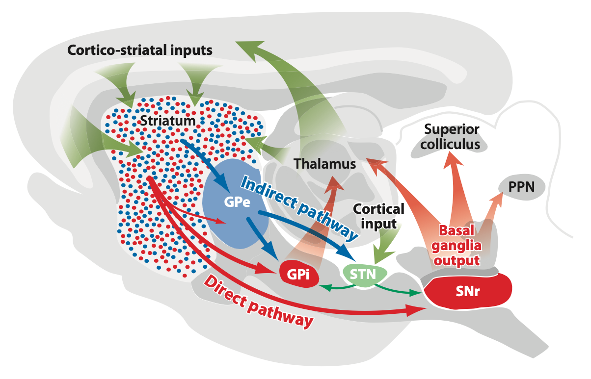 The basal ganglia in a rodent brain, showing the two major pathways (in neurons within the matrix / matrisomes): direct from the striatum to the two output areas of GPi (globus pallidus interna, also known as the entopeduncular (EP) nucleus in rodents) and SNr (substantia nigra pars reticulata, which is larger than GPi and has more of the motor output pathways), and indirect that makes an additional hop through the GPe (globus pallidus externa). Note that the BG represents a big chunk of the rat forebrain. Figure from Gerfen & Surmeier, 2011.