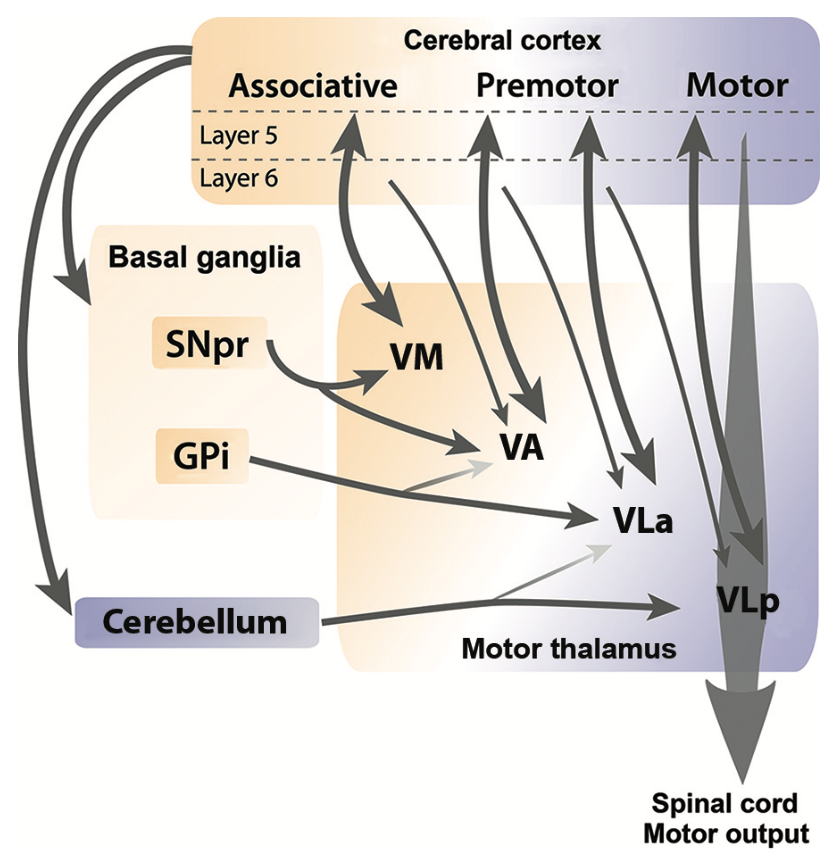 Motor area thalamocortical connectivity organized along the motor hierarchy from primary to higher, associative areas (i.e., dlPFC / ALM). From Bosch-Bouju et al., 2013.