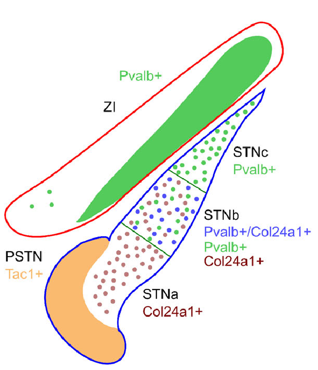 Distribution of different cell types in the STN, based on molecular markers, showing a strong ventromedial to dorsolateral gradient, with only DL having the PV+ type that is associated with phasic bursting. From Wallen-Mackenzie et al., 2020