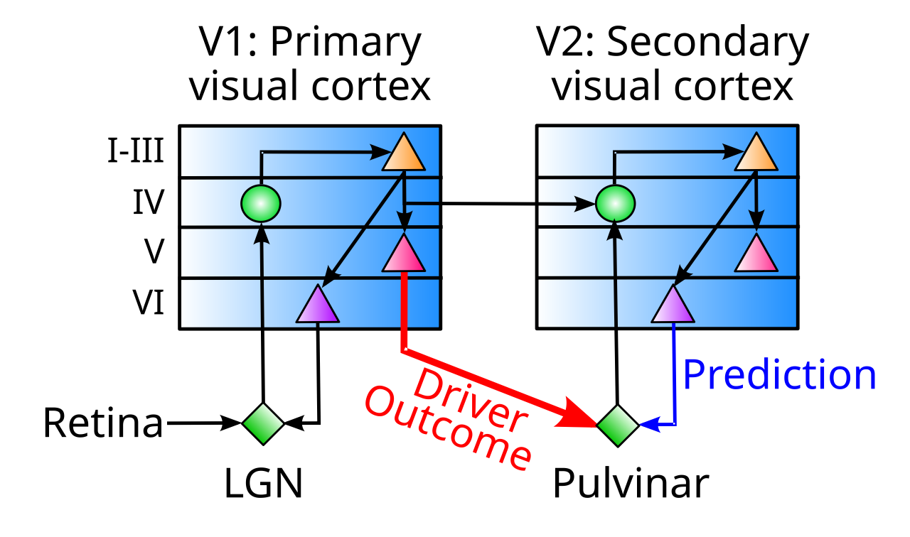 Connectivity between the neocortex and the pulvinar nucleus of the thalamus, in the case of primary and secondary visual areas. Visual input from the retina provides driver inputs to the lateral geniculate nucleus (LGN) of the thalamus, which then sends glutamatergic excitatory projections primarily into layer 4 of primary visual cortex (V1). The pulvinar thalamic nucleus receives strong driver inputs from deep layer 5b neurons in V1, which can have as few as one driver synapse per thalamic relay neuron (TRN). There are numerous and relatively weaker projections from layer 6 (VI) neurons in secondary visual cortex (V2). Diagram based on Sherman & Guillery (2006).