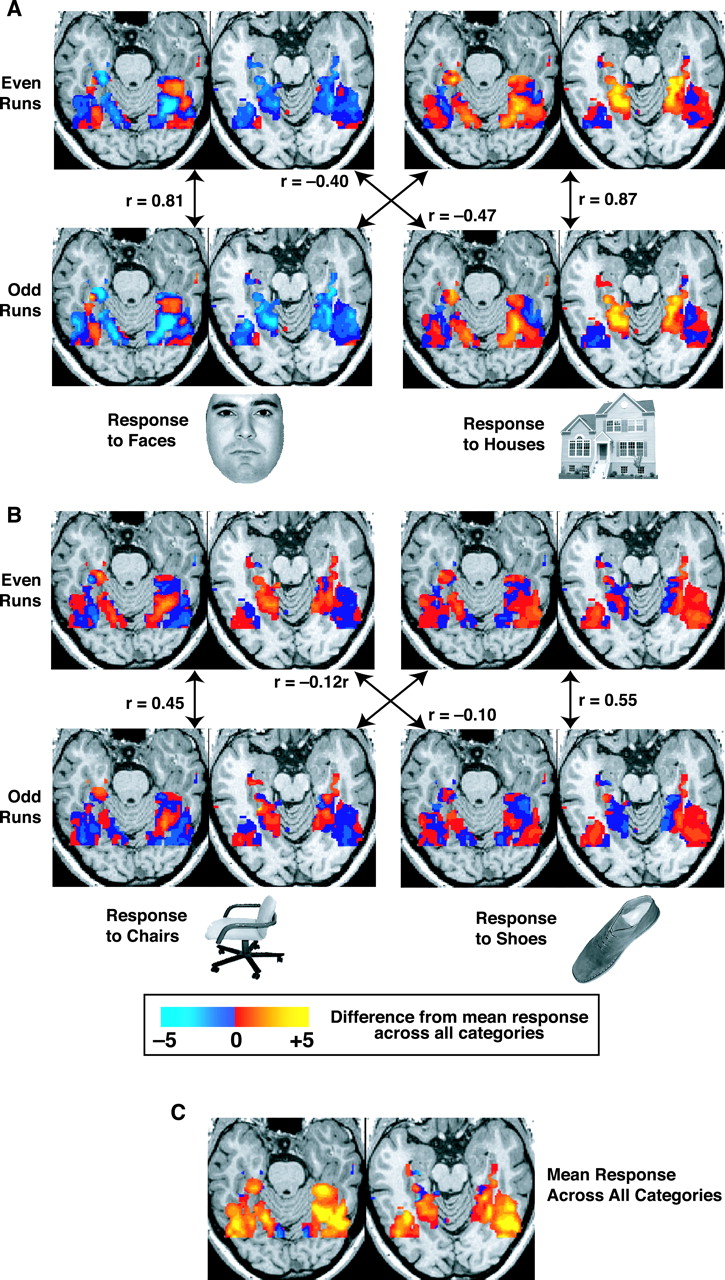 Maps of neural activity in the human brain in response to different visual input stimuli (as shown — faces, houses, chairs, shoes), recorded using functional magnetic resonance imaging (fMRI). There is a high level of overlap in neural activity across these different stimuli, in addition to some level of specialization. This is the hallmark of a distributed representation. Reproduced from Haxby et al. (2001).