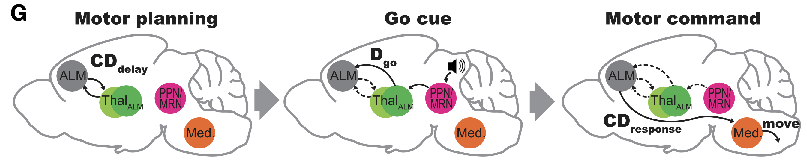 Summary of results from a study by Inagaki et al (2022) on the interactions between thalamus and ALM in a cued delayed response task. During motor planning, recurrent corticothalamic loops sustain the instruction cue information over a delay period. Then, when an auditory Go cue signals the time to respond, a different subset of thalamic neurons are activated, specifically exciting a population of layer 5b PT neurons, which then drives the response behavior, presumably via PT-lower motor-projecting neurons. The auditory cue activates neurons in the PPN (pedunculo-pontine nucleus) which has both cholinergic and glutamatergic projections into the dorsolateral striatum in addition to the thalamus. The PPN-thalamic projections were identified as glutamatergic.