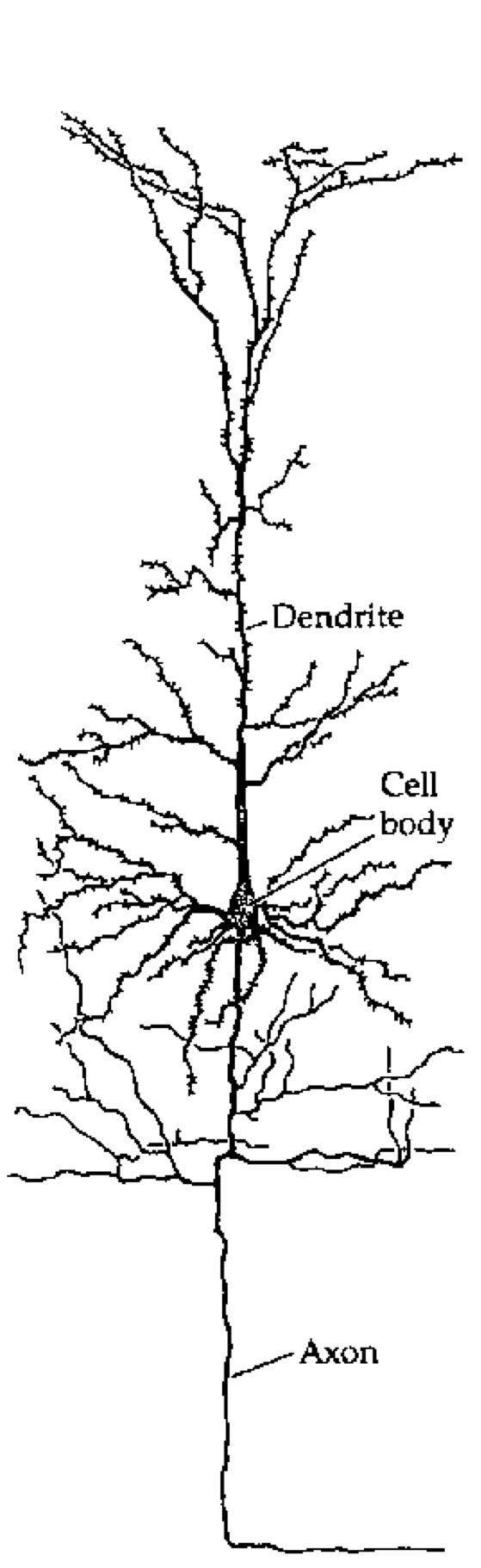 Tracing of a cortical pyramidal neuron, showing the major components: dendrites where synaptic inputs come into the neuron; the cell body (soma) where these inputs are integrated, and the axon which communicates the output of the neuron.