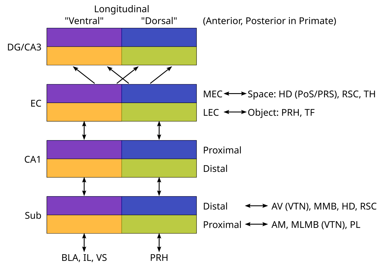 Two axes of topographic organization of the hippocampal system: the longitudinal axis that is consistent across all areas (ventral vs. dorsal in rodents, anterior vs. posterior in primates), and the distal vs. proximal axis within each area, which can flip depending on the area, as labeled. The longitudinal axis roughly maps onto the “limbic” goal / motivation (ventral) vs. sensory-motor (dorsal) division, while the other axis corresponds to the spatial (parietal lobe, including head direction (HD) and retrosplenial cortex (RSC)) vs. object (inferotemporal lobe; IT) tuning of inputs. Rodents do not have a specialized object-recognition pathway in IT, but nevertheless do have areas that are better at encoding object-based features, which are critical for landmark recognition. The core areas of the hippocampus in DG and CA3 bind together this object / landmark and spatial information, for both the goal-driven ventral networks, and sensory-motor dorsal networks.