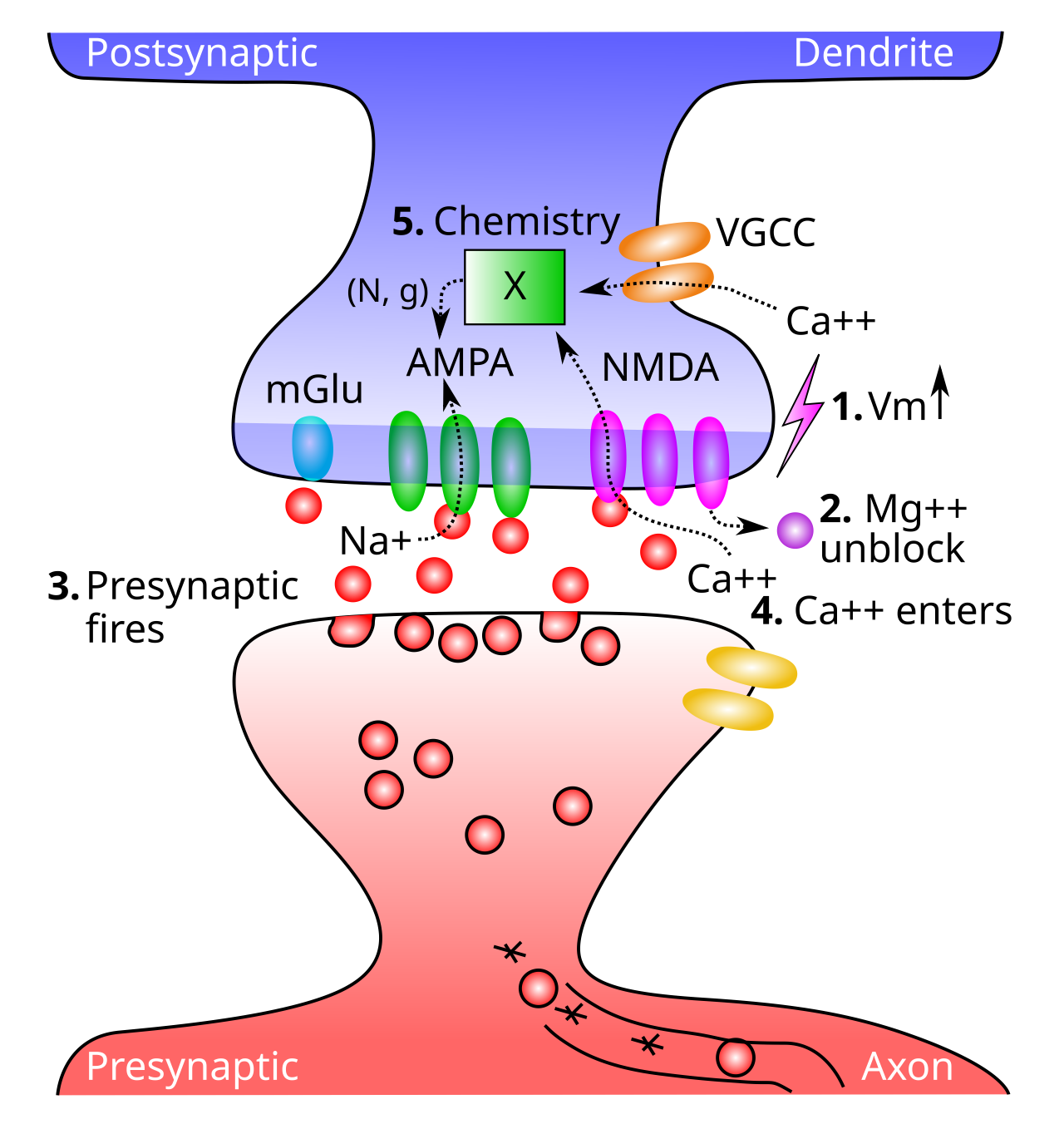 Critical steps in allowing calcium ions (Ca++) to enter postsynaptic cell via NMDA channels, inducing synaptic plasticity. 1. The postsynaptic membrane potential (Vm) must be elevated (from excitatory inputs to AMPA receptors across synapses of the postsynaptic neuron, and backpropagating action potential that comes back down the dendrite when the postsynaptic neuron fires). 2. Elevated Vm causes magnesium (Mg++) ions to be expelled from NMDA channel openings, thus unblocking them. 3. Presynaptic neuron fires an action potential, releasing glutamate. 4. Glutamate binds to NMDA receptors, causing them to open, allowing Ca++ to enter (only when also unblocked, per step 2). 5. The concentration of Ca++ in the postsynaptic spine drives a cascade of chemical processes (indicated by the X) that result in changes in AMPA receptor number and efficacy (N, g conductance), thereby changing the synaptic weight. Ca++ can also enter from voltage-gated calcium channels (VGCCs), which depend only on postsynaptic Vm levels, and not sending activity — these are weaker contributors to Ca++ levels.