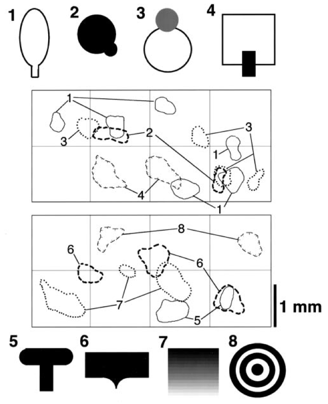 Distributed representations of different shapes mapped across regions of inferotemporal (IT) cortex in the monkey. Each shape activates a large number of different neurons distributed across the IT cortex, and these neurons overlap partially in some places. Reproduced from Tanaka (2003).