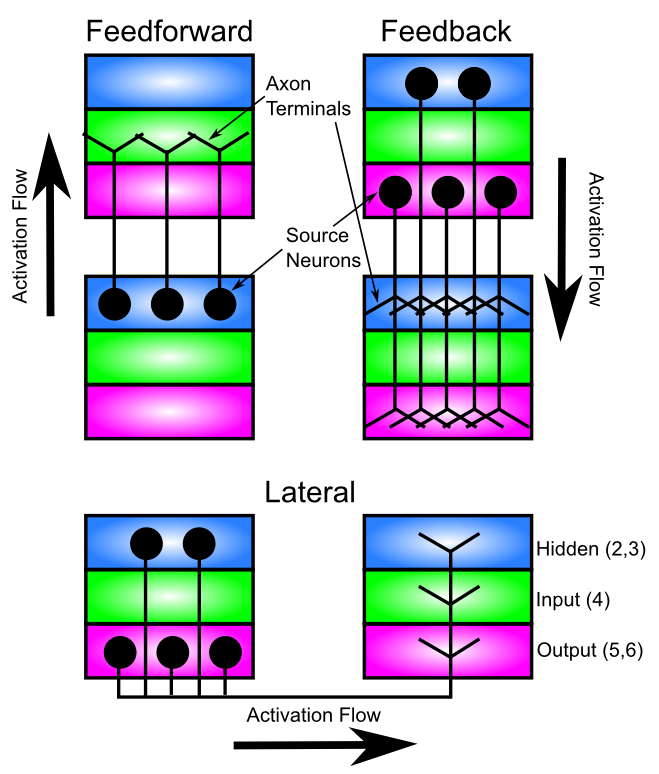 Typical patterns of connectivity between cortical areas (Feedforward and Feedback) and within cortical areas (Lateral). Information flows from the Hidden layers “up” in a feedforward direction into the Input layers of “higher” areas (from which it flows into the Hidden layer of that area), and flows back down in a feedback direction from Hidden and Output (output typically stronger as indicated) back to Hidden and Output layers in “lower” areas. All areas have lateral connections that similarly originate in the Hidden and Output layers, and connect to all three layers within another part of the same cortical area. Based on Figure 3 from Felleman and Van Essen (1991).
