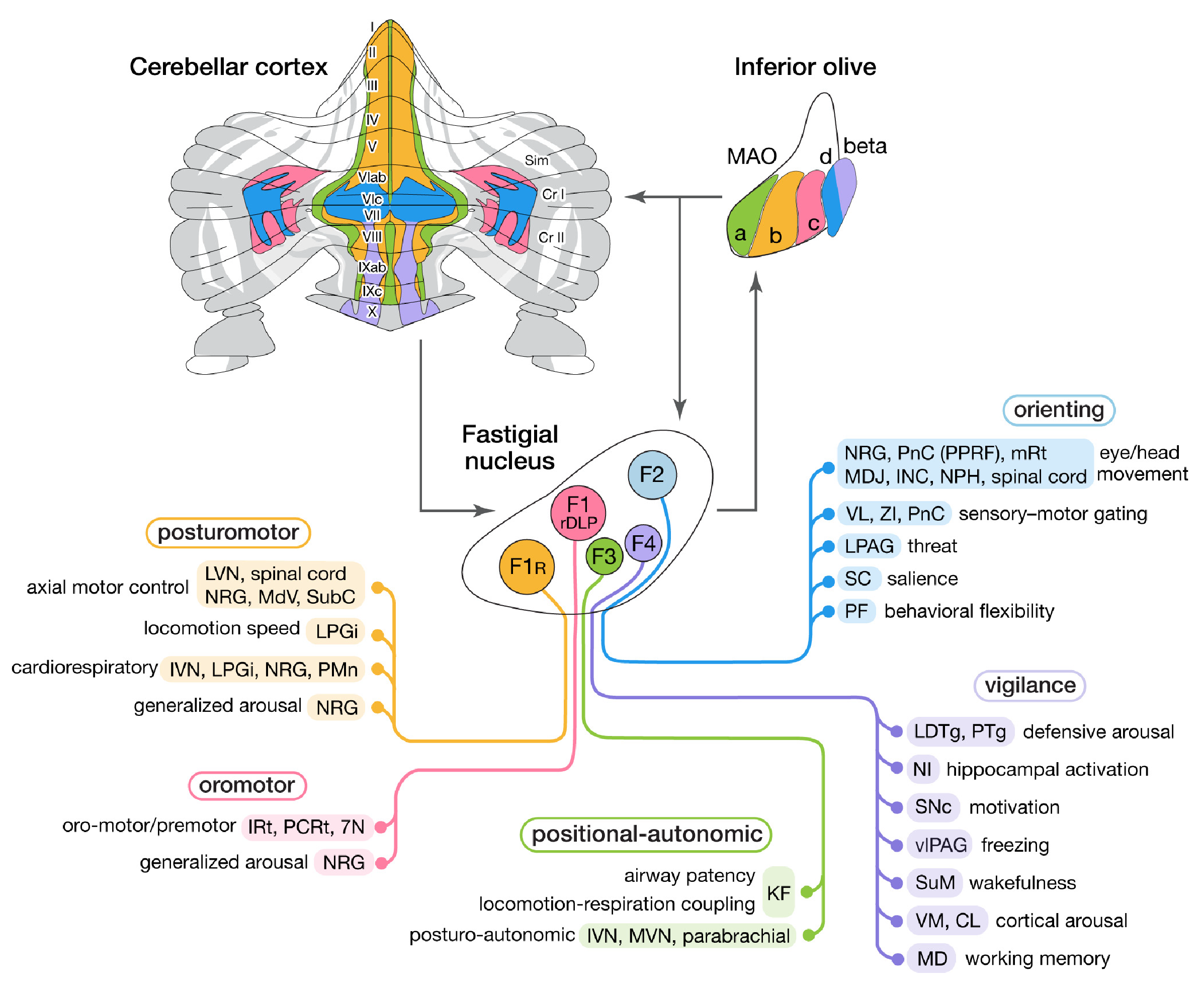 The different output pathways of the fastigial cerebellar nucleus, which integrate a range of different sensory signals to provide useful signals for essentially all major subcortical brain systems, consistent with this nucleus being the most evolutionarily ancient in the cerebellum. Much of the cerebellar cortex that it interconnects with is in the vermis, which is the midline portion of the cerebellum. 7N: facial nucleus; CL: centrolateral thalamic nucleus; INC: interstitial nucleus of Cajal; IRt: intermediate reticular nucleus; IVN: inferior vestibular nucleus; KF: Kölliker-Fuse nucleus; LDTg: laterodorsal tegmental nucleus; LPAG: lateral periaqueductal gray; LPGi: lateral paragigantocellular nucleus; LVN: lateral vestibular nucleus; MD: mediodorsal thalamic nucleus; MDJ: mesodiencephalic junction; MdV: medullary reticular nucleus, ventral; mRt: mesencephalic reticular formation; MVN: medial vestibular nucleus; NPH: nucleus prepositus hypoglossi; NI: nucleus incertus; NRG: nucleus reticularis gigantocellularis; PCRt: parvocellular reticular nucleus; PF: parafascicular thalamic nucleus; PMn: paramedian reticular nucleus; PnC: pontine reticular nucleus, caudal; PPRF: paramedian pontine reticular formation; PTg: pedunculotegmental nucleus; Sim: simplex lobule; SC: superior colliculus; SNc: substantia nigra, pars compacta; SubC: subcoeruleus nucleus; SuM: supramammillary region; VL: ventrolateral thalamic nucleus; vlPAG: ventrolateral periaqueductal gray; VM: ventromedial thalamic nucleus; ZI: zona incerta. From Fujita et al (2020).