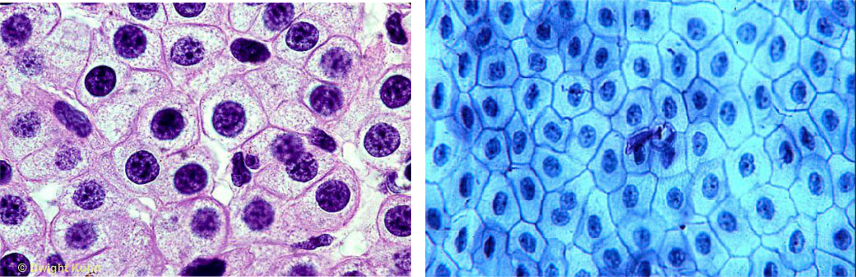 Which picture shows cells from a human and which from a frog? At the cellular level, all animals are essentially identical, built from the same building blocks, just like you can build so many different things using the same set of LEGO blocks (see next figure). Understanding this makes it easier to see how different bodily forms can emerge through evolution.