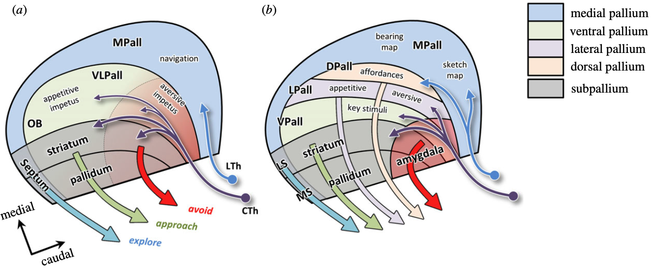 Progressive differentiation of the pallium between amniotes in (b) (i.e., mammals, birds, reptiles) vs the other non-amniotic vertebrates (fishes, amphibians) in (a). There is an initial, basic distinction between representations of more proximal stimuli (approach vs avoid) in the VLPall (ventral-lateral pallium) versus more distal navigationally relevant stimuli in the MPall (medial pallium). CTh = collothalamus, which is driven by the colliculus, while LTh = lemnothalamus that receives direct retinal input. The VLPall is further differentiated in amniotes into ventral, lateral, and dorsal pallium, with the dorsal (DPall), which receives direct lemnothalamic input, later turning into the neocortex. From Cisek, 2021.
