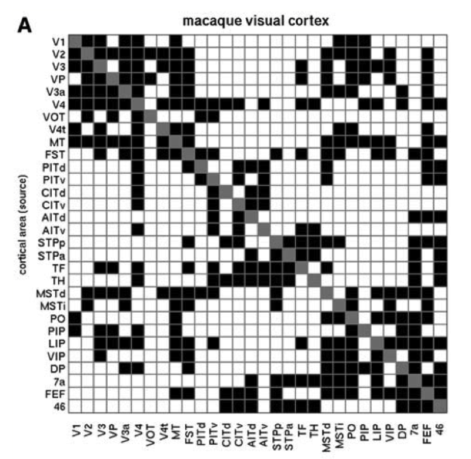 Connectivity matrix between cortical areas, showing that when a given area sends a feedforward projection to another area, it typically also receives a feedback projection from that same area. Thus, cortical connectivity is predominantly bidirectional. Reproduced from Sporns & Zwi (2004).