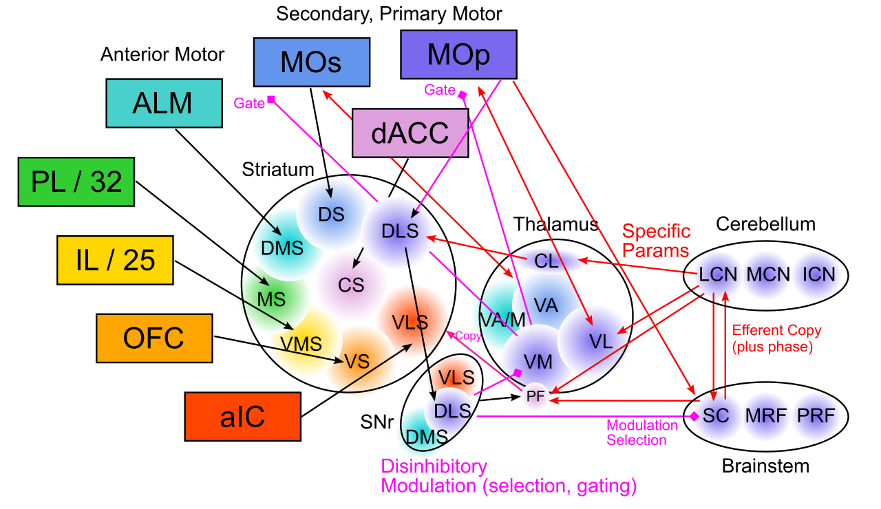 Circuits involving the BG, from the frontal cortex to descending motor areas, arranged schematically according to the rat anatomy (as in earlier Figures 2 and 3). The ventral and medial circuits are as described in Figure 2 (V = ventral, M = medial, D = dorsal, L = lateral, S = striatum, aIC = anterior insula). Primary and secondary motor areas target dorsal and lateral striatum, and anterior motor areas (a weak analogue of the much larger dlPFC in primates) target dorsal medial striatum. The SNr output also has a topographic map as shown. The thalamic nuclei targeted by DLS outputs are ventral medial and ventral lateral, which also interconnect with the cerebellum. Brainstem motor targets include the superior colliclulus (SC; orienting and approach), medullary reticular formation (MRF; locomotion), and pontine reticular formation (PRF; limbs, digits).