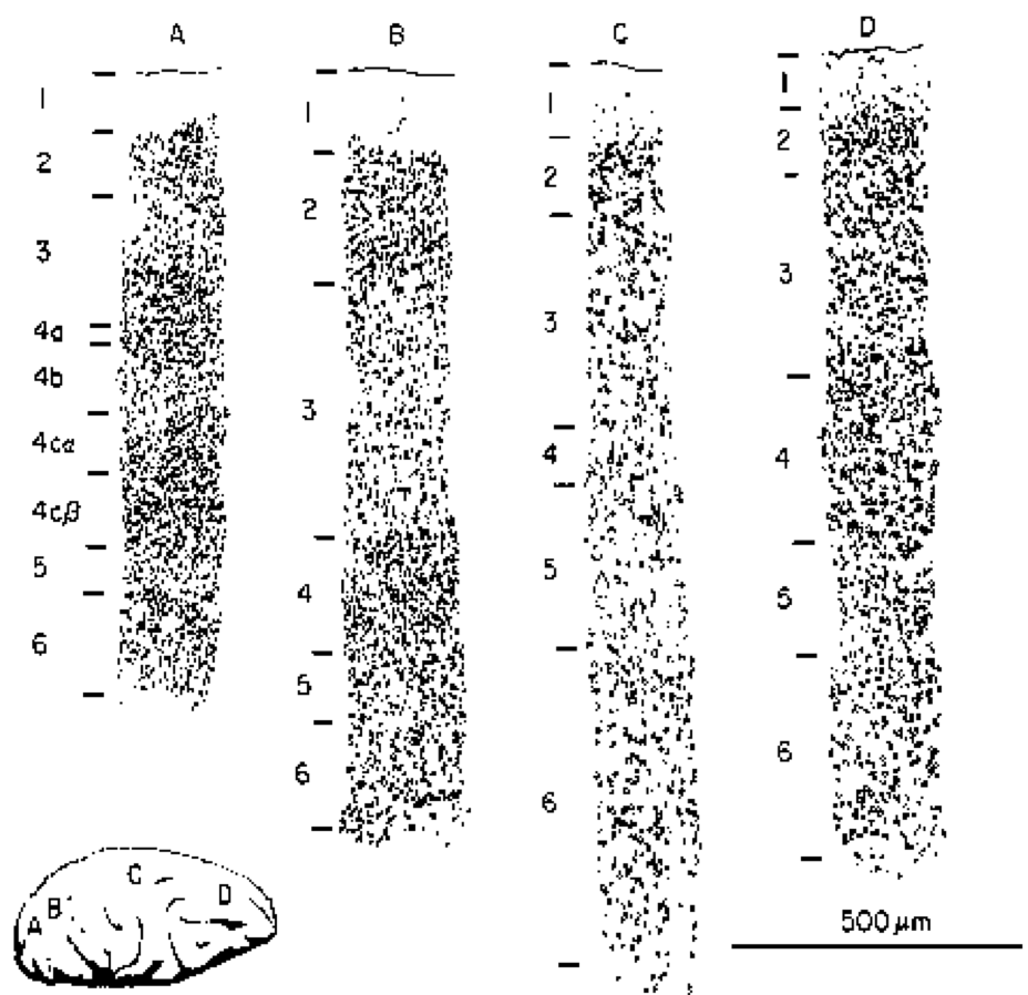 The thickness of the different cortical layers varies depending on the location in cortex — this is an important clue to the function of these layers (and the cortical areas). A) shows primary visual cortex (same as the previous figure) which emphasizes input layer 4. B) shows extrastriate cortex which processes visual information, and emphasizes superficial layers 2,3. C) shows primary motor cortex, which emphasizes deep layers 5,6. D) shows prefrontal cortex (“executive function”) which has an even blend of all layers. Reproduced from Shepherd (1990).
