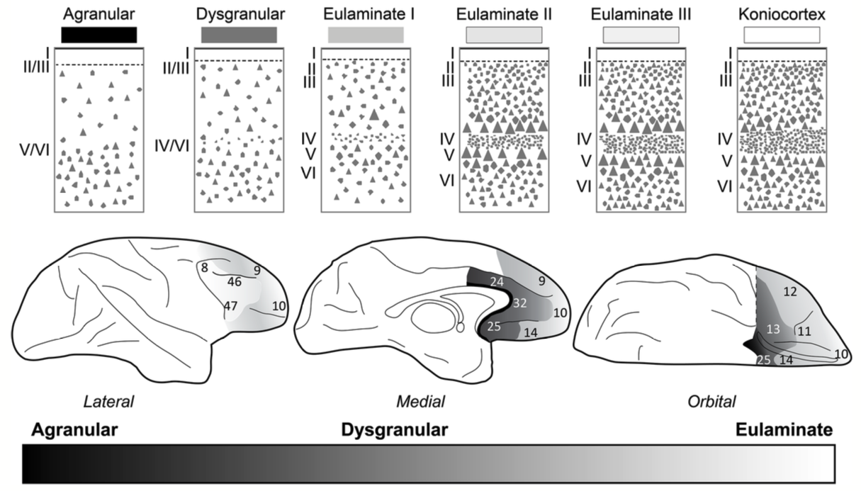 The structural organization of prefrontal cortex areas, with more medial and ventral areas having a simpler agranular structure (i.e., evolutionarily older mesocortex), while more dorsal and lateral areas have a more differentiated and complex eulaminate structure. From Barbas & Zikopoulos (2025).
