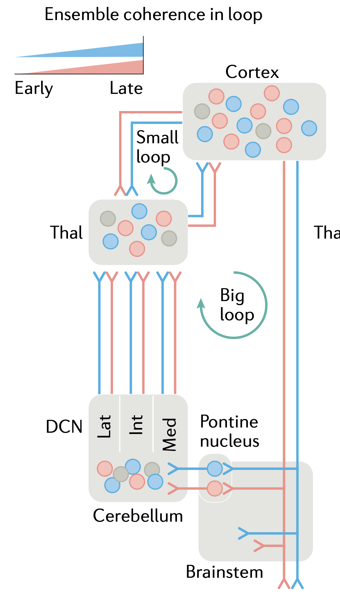The “big loop” of motor processing, which could support a form of predictive learning to train frontal cortex. The thalamus (VL = ventrolateral specifically) receives strong driver inputs from the DCN (deep cerebellar nuclei), and standard non-driver inputs from motor cortex, and projects focal (“core-like”) inputs into motor cortex, that would be capable of providing specific motor training signals. The difference over time between these two inputs can drive the temporal derivative error-driven learning mechanism. The small loop involves distinct areas of thalamus (VA, VM) with broad (“matrix-like”) connectivity that would not likely provide useful specific training signals. Instead, it may be important for driving the transition from preparatory to driving motor activity states in cortex. From Arber & Costa, 2022.