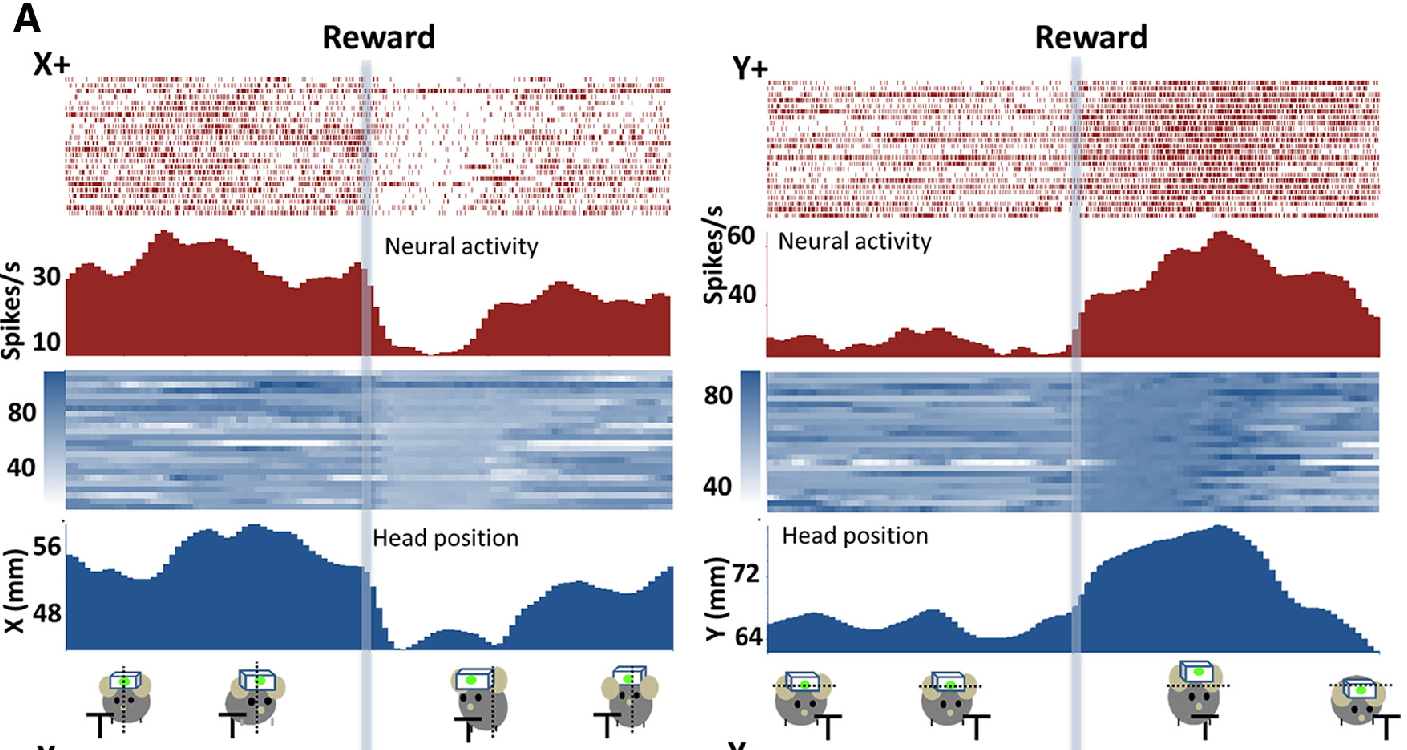 Recordings from neurons in the SNr BG output nuclei, which is strongly correlated with the X,Y head position of a mouse. Note the graded encoding of these continuous head position variables in terms of neural firing rate. Other neurons were correlated with other continuous motor variables (e.g., velocity), and anti-correlated as well as positively correlated cases (as shown) were present. From Barter et al., 2015.
