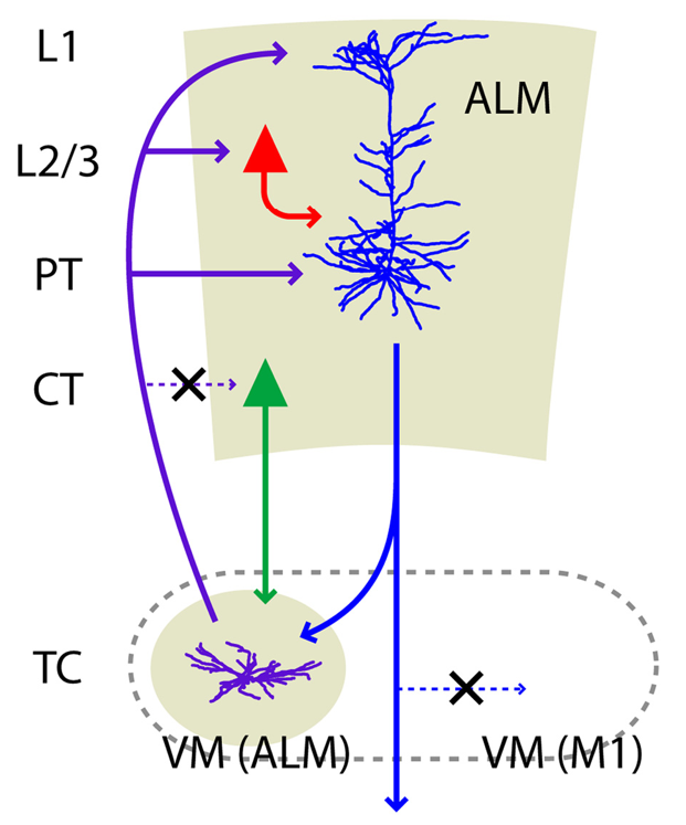 Summary of thalamocortical loops between the anterior lateral motor area (ALM), which is the rodent analogue of dlPFC, and ventromedial thalamus (VM), based on detailed analysis by Guo et al., (2018). The X denotes possible connections that were specifically excluded, showing that the specific VM neurons targeted by the layer 5b pyramidal tract (PT) neurons are the ones that also project back to these same neurons. Furthermore, the layer 6 corticothalamic (CT) neurons do not receive the VM inputs.