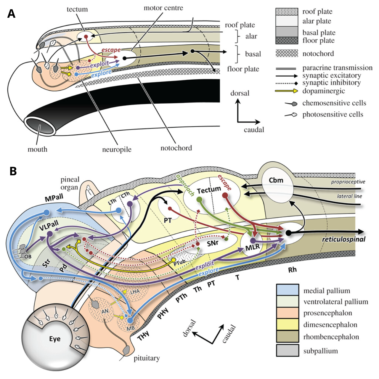 The tube-based template for the brain (Bauplan). A amphioxus (just above starfish in previous figure). B gnathostome (jawed fish). These illustrate the processes of elaboration and addition in evolution, with a remarkable conservation of this template through primates. The dorsal portion of the tube is sensory and the ventral is motor, and the job of the brain is the connect these two. VLPall = ventrolateral pallium (proto neocortex), MPall = medial pallium (proto hippocampus), LTh = lemnothalamus, CTh = collothalamus, Str = striatum, Pd = pallidum (proto globus pallidus, GP), SNr = substantia nigra pars reticulata, MLR = mesencephalic locomotor region, MB = mammillary body, LHA = lateral hypothalamus, PT = pretectum, CBm = cerebellum. From Cisek (2021).