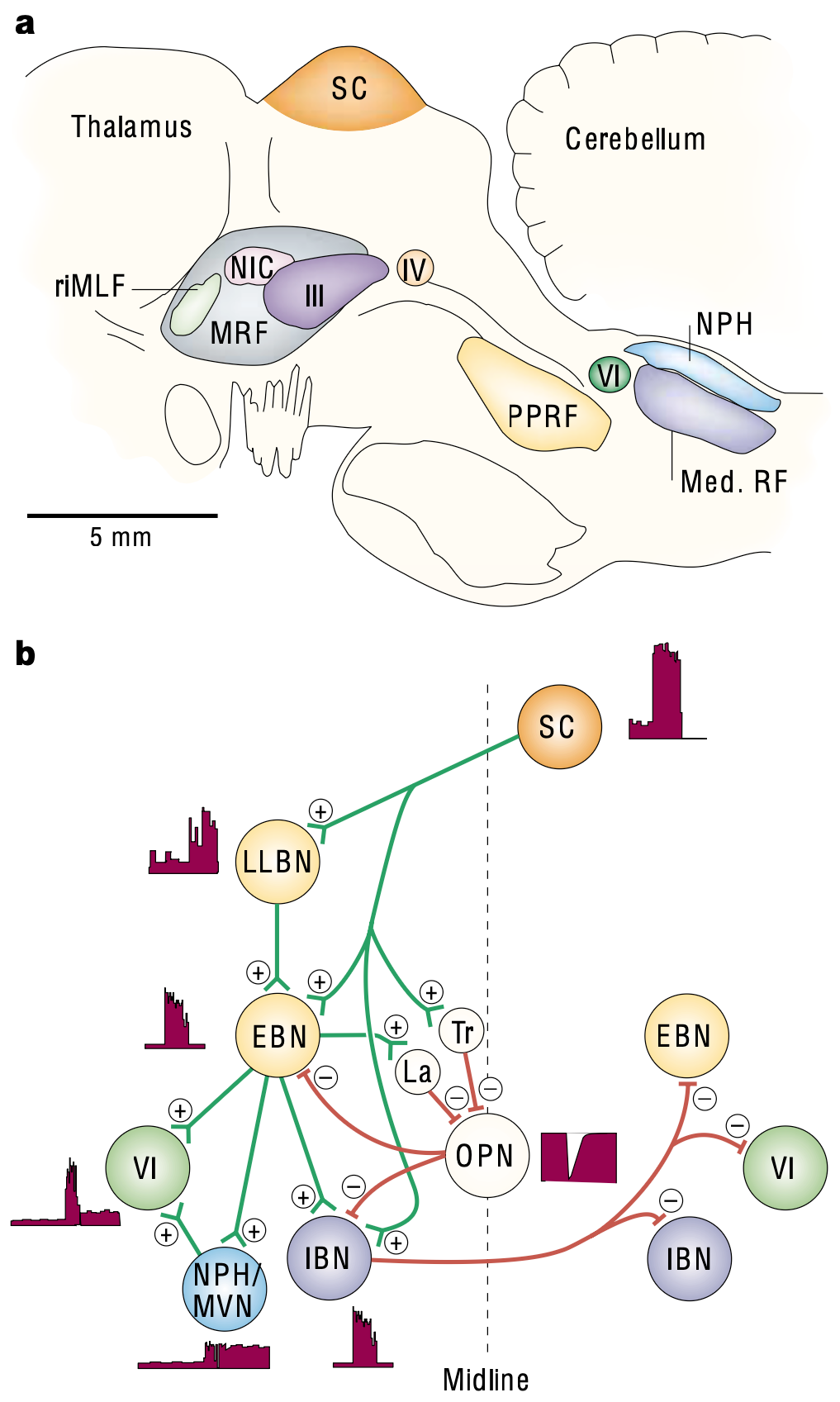 Oculomotor brainstem networks. a) Anatomical organization of areas in a saggital plane of a monkey: MRF = midbrain reticular formation; III = oculomotor nucleus; IV = trochlear nucleus; VI = abducens nucleus; Med RF = medullary reticular formation (saccade generating neurons); NPH = nucleus prepositus hypoglossi (vestibular nucleus); PPRF = paramedian pontine reticular formation (drives horizontal saccades); rlMLF = rostral interstitial nucleus of the medial longitudinal fasciculus (vertical saccades); SC = superior colliculus (optic tectum). b) Network that generates horizontal bursts (BN = burst neuron, located in the PPRF and Med RF): EBN = excitatory burst neuron that directly drives the velocity burst coding of the abducens neurons; IBN = inhibitory; LLBN = long lead (less strongly coupled); MVN = medial vestibular nucleus; OPN = omnipause neuron. Saccades are initiated by trigger (Tr) inputs inhibiting the OPNs, which are then inhibited by latched (La) neurons that are excited by the EBNs during the saccade. From Sparks, 2002.