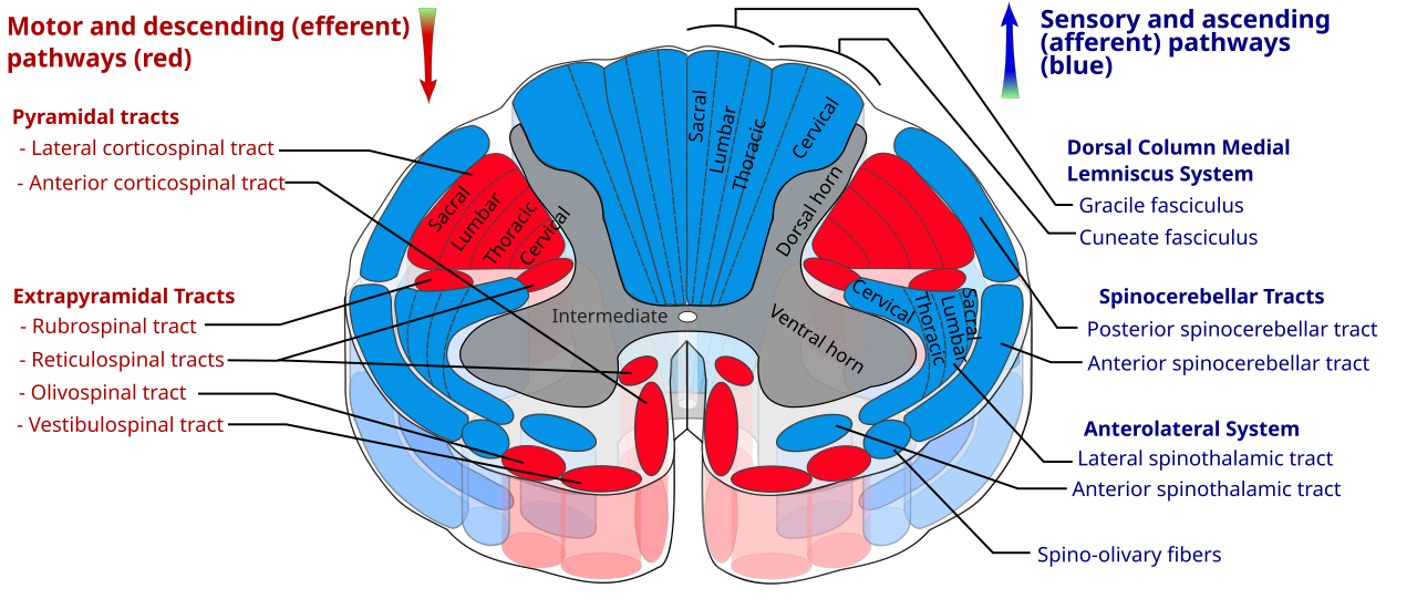 Major pathways in the spinal cord. The ascending sensory pathways originate from neurons in the dorsal horn grey matter (spindle fiber muscle length and golgi tendon stretch proprioception, touch, pain), while the ventral horn contains motor neurons that receive descending motor inputs, and also send ascending efferent copy signals. The intermediate grey matter contains viceral sensory and motor neurons, and throughout there are interneurons that are actually the primary targets of most of the descending control inputs. Adapted from Wikimedia Commons.