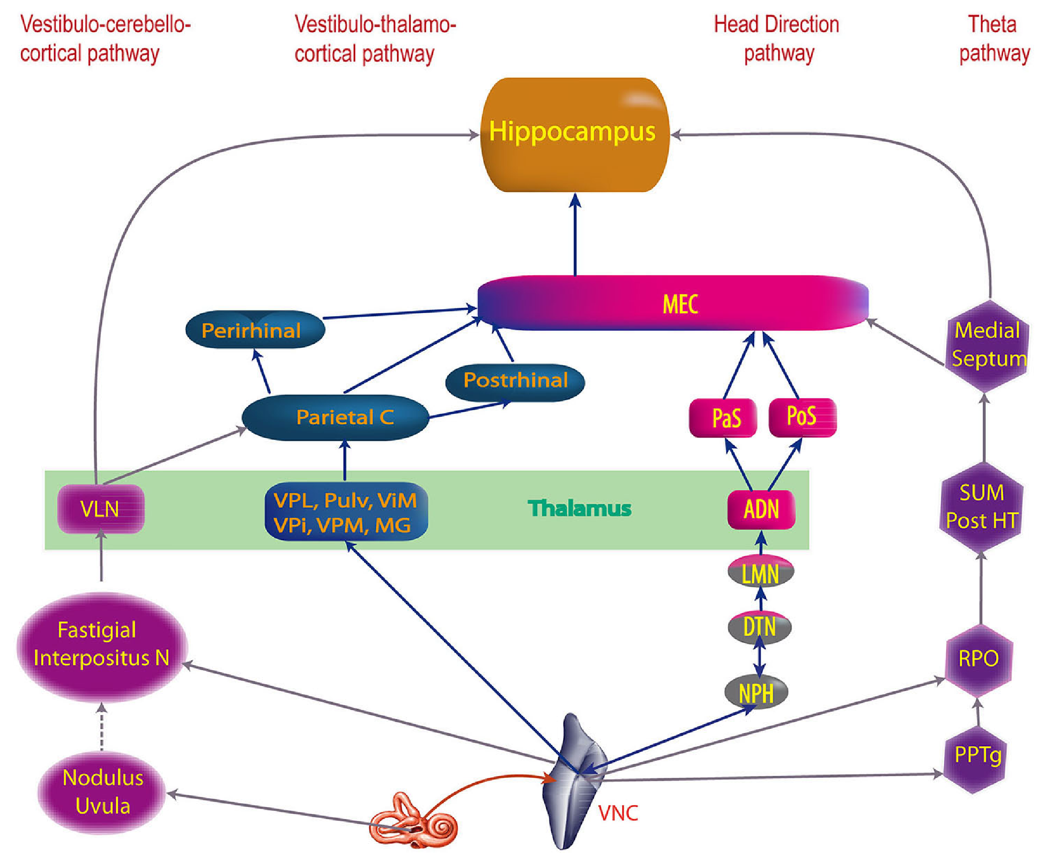 Overview of the vestibular system pathways, originating in the vestibular nuclear complex (VNC), which is strongly bidirectionally interconnected with the cerebellum (fastigial and interpositus cerebellar nuclei). The parietal cortex somatosensory, spatial and motor areas are activated via the ventral lateral thalamus (VLN) and areas of the ventral posterior (VP; primary somatosensory), medial geniculate (MG; primary auditory), and other thalamic pathways providing direct vestibular nucleus signals. The head direction system originates in the nucleus prepositus hypoglossi (NPH) to dorsal tegmental nucleus of Gudden (DTN), which encode head and body velocity and position signals, that then drive a ring attractor computation in the lateral mammillary nuclei (LMN) where head direction cells originate, and then project to the anteriodorsal thalamus (ADN), projecting from there into the subiclum (PaS, PoS). There are also vestibular inputs to the pedunculopontine tegmental nucleus (PPTg) which is involved with the supermammillary nucleus (SUM) and posterior hypothalamus (Post HT) that drive theta activity in the medial septum. From Hitier et al., 2014.