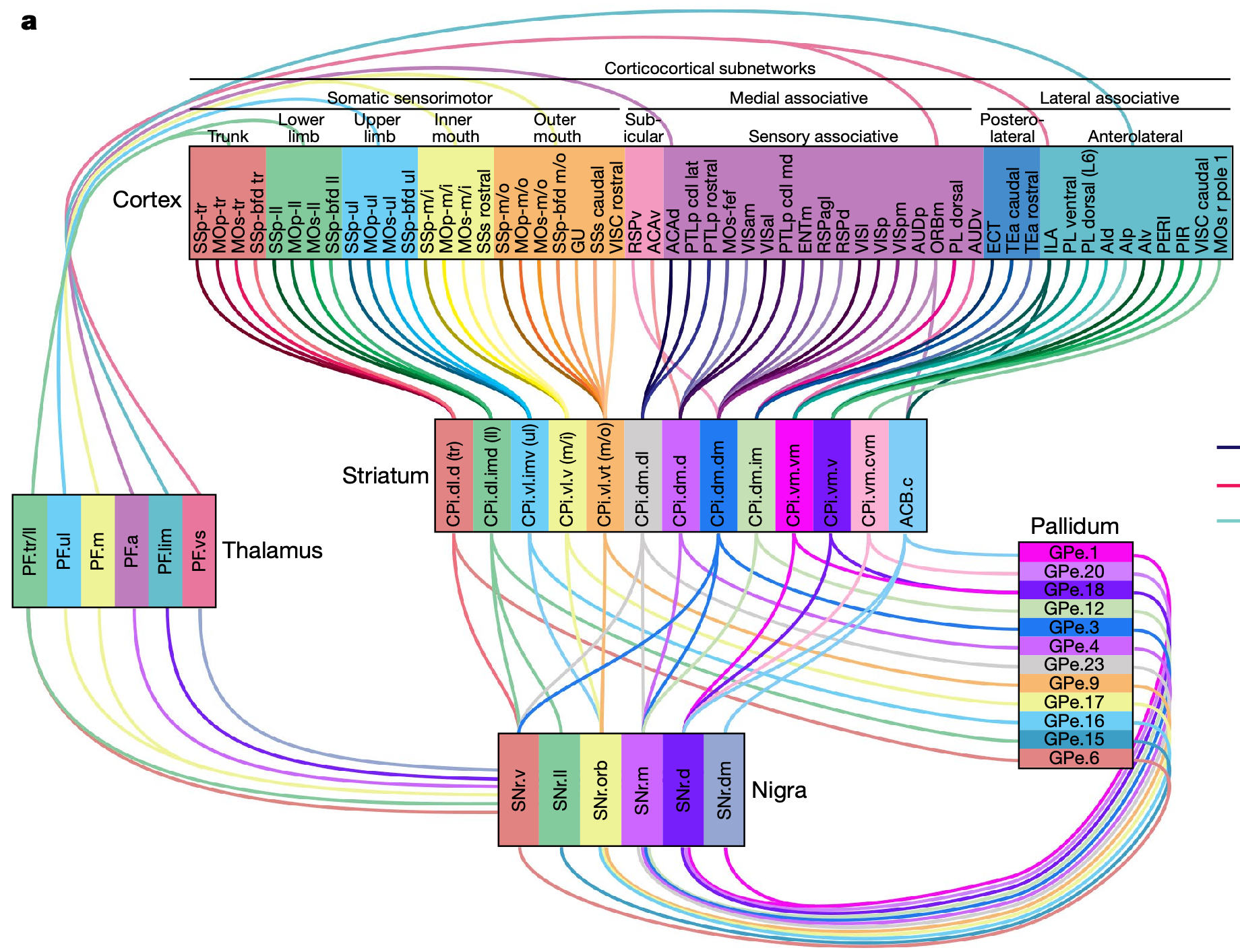 Parallel loops through the BG circuit in the mouse, supporting a highly parallel search process for learning to control the motor and other brain areas interconnected with the BG. The SNr (Nigra) output integrates related striatal signals, presumably around specific motor effectors (muscle groups), with their data showing strong convergence from direct and indirect pathways onto the same SNr neurons. Note that the anatomical configuration of SNr is inverted relative to striatum, with ventral areas of SNr processing dorsal striatum inputs. The parafasicular nuclei (PF, part of the intralaminar thalamus) provides an important credit assignment feedback signal to the striatum in the PCore model. From Foster et al., 2021.