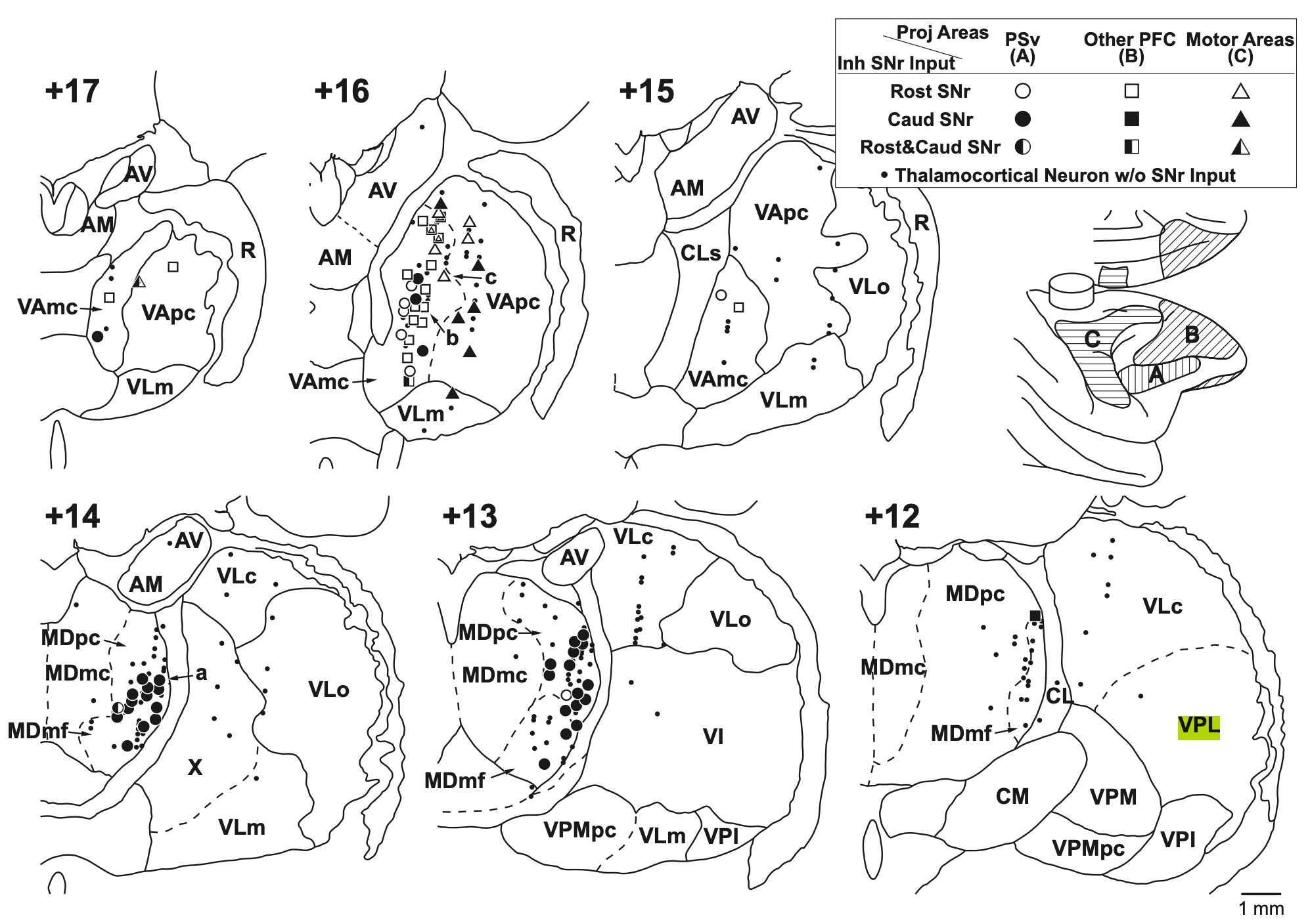Thalamic nuclei in macaque monkeys showing the projections received from SNr (BG) as a function of the frontal areas that these cortical areas project to (inset below legend), with A = PSv, ventral of the principal sulcus (e.g., IFG in human PFC); B = dlPFC (areas 9, 46); C = motor areas (M1, SMA, PMd). VAmc projects widely to all PFC areas, and has significant SNr input. VApc corresponds to VAsnr in our terminology, and projects only to motor areas. MDpc and MDmf mainly interconect with the PSv area associated with caudal SNr inputs. AM = anteromedial. Note that MD has a mix of neurons with no SNr input (typically with cortical drivers, like pulvinar), and those with SNr or VP (ventral pallidum, for MDmc) inputs. From Tanibuchi et al., 2009.