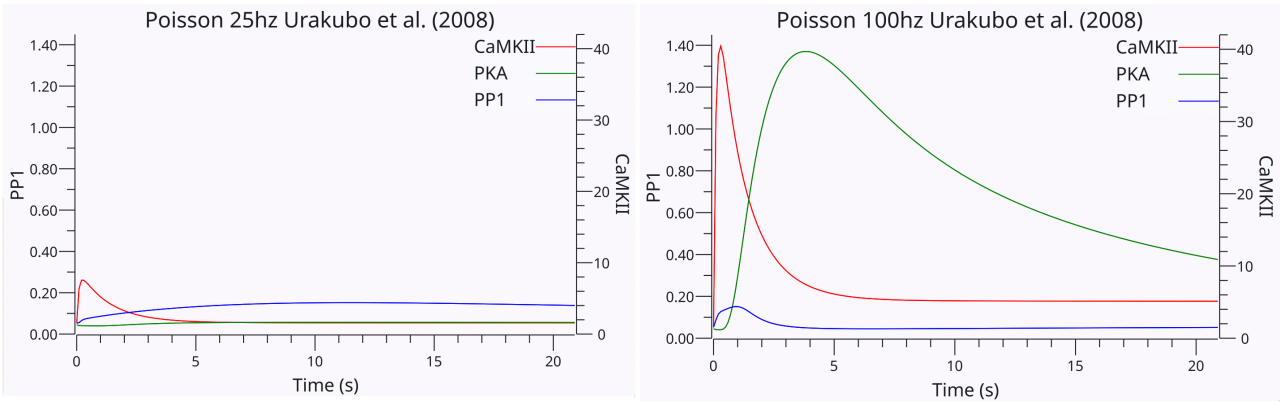 Dynamics of CaMKII, PKA, and PP1 in the Urakubo et al. (2008) model, in response to 200 ms of Poisson random spike trains of 25hz (left) or 100hz (right) pre and post activity, with a 20s post-activity period where the slower chemical proceses and AMPA trafficking settle out. The 25hz activity results in LTD (endocytosis of AMPA receptors), driven by the higher sustained activity of PP1 relative to CaMKII. PKA does not get sufficiently active to inhibit the PP1 pathway. Also note the much longer activity of PP1 vs. CaMKII, which builds on the longer activation of CaN (not shown). In the 100hz case, the increased initial activity is sufficient to persistently activate CaMKII and results in LTP instead of LTD. Furthermore, PP1 ends up being inhibited via the strongly activated PKA pathway.