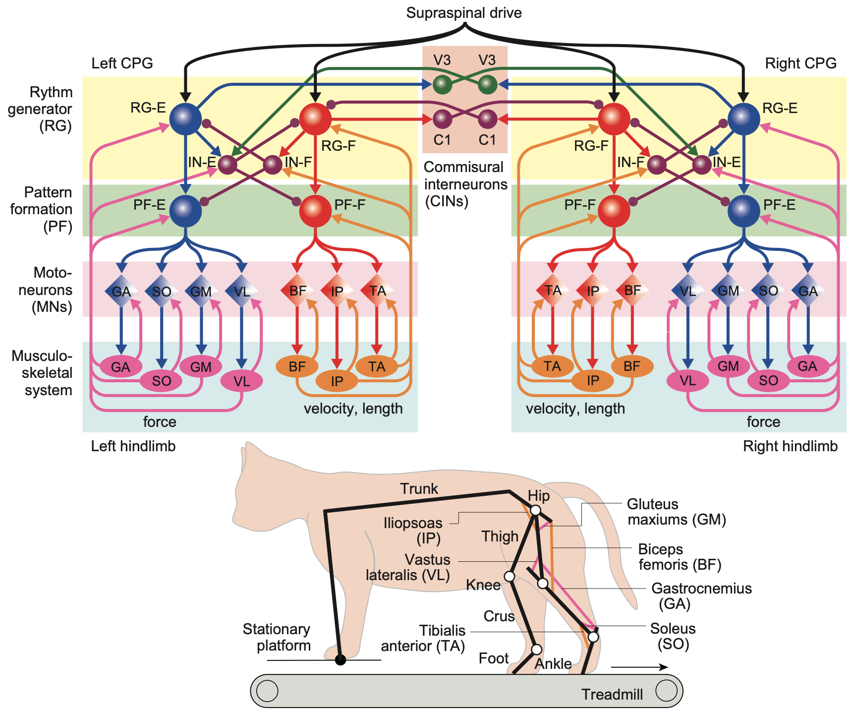 Detailed circuit-based model of spinal central pattern generator (CPG) circuitry that can accurately simulate many aspects of hind-limb locomotion in the spinal cat. The interneurons are labeled functionally, with the suffix -E for extensor and -F for flexor: RG = rhythm generating; PF = pattern formation; IN = inhibitory interneurons. The velocity, length neurons in orange are the proprioceptive (spindle fiber) neurons that provide critical sensory feedback into the motor neurons (restricted to flexors) and there is also critical efferent copy feedback from force-generating motor neurons. Note that the descending supraspinal drive inputs go into the top-level RG interneurons, not the motorneurons. From Shinohara et al., 2025.