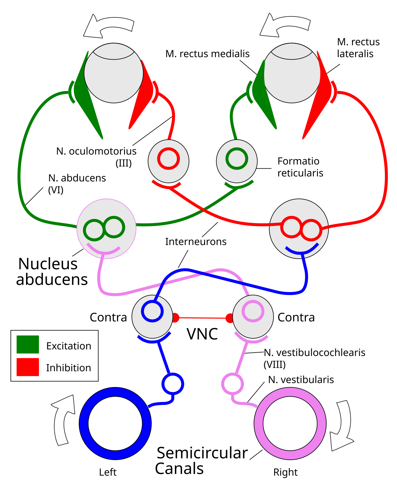Anatomy of the VOR reflex, which is driven by vestibular signals from the semicircular canals, which project into the vestibular nuclear complex (VNC), and from there into optical motor areas. All primary inputs are ipsilateral (e.g., the right ear projects to the right hemisphere), and the VOR involves the subset of VNC neurons that project contralaterally to drive the nucleus abducens optical motor interneurons that cause eye movents in the compensatory, opposite direction. There are also ipsilateral pathways, which are inhibited by the contralateral ones, as well as cross-hemisphere inhibitory competition. This is a classic opponent process organization. The VNC neurons in this circuit are the functional equivalent of the cerebellar nucleus neurons in other areas, and thus direct plasticity in therse neurons is the ultimate consolidated result of learning. The cerebellar-cortex modulation of the gain on this reflex arises from changes in the tonic neural activity onto the VNC neurons from Purkinje neurons (e.g., disinhibiting increases gain), and in synaptic inputs to these VNC neurons. Adapted from wikimedia.org.