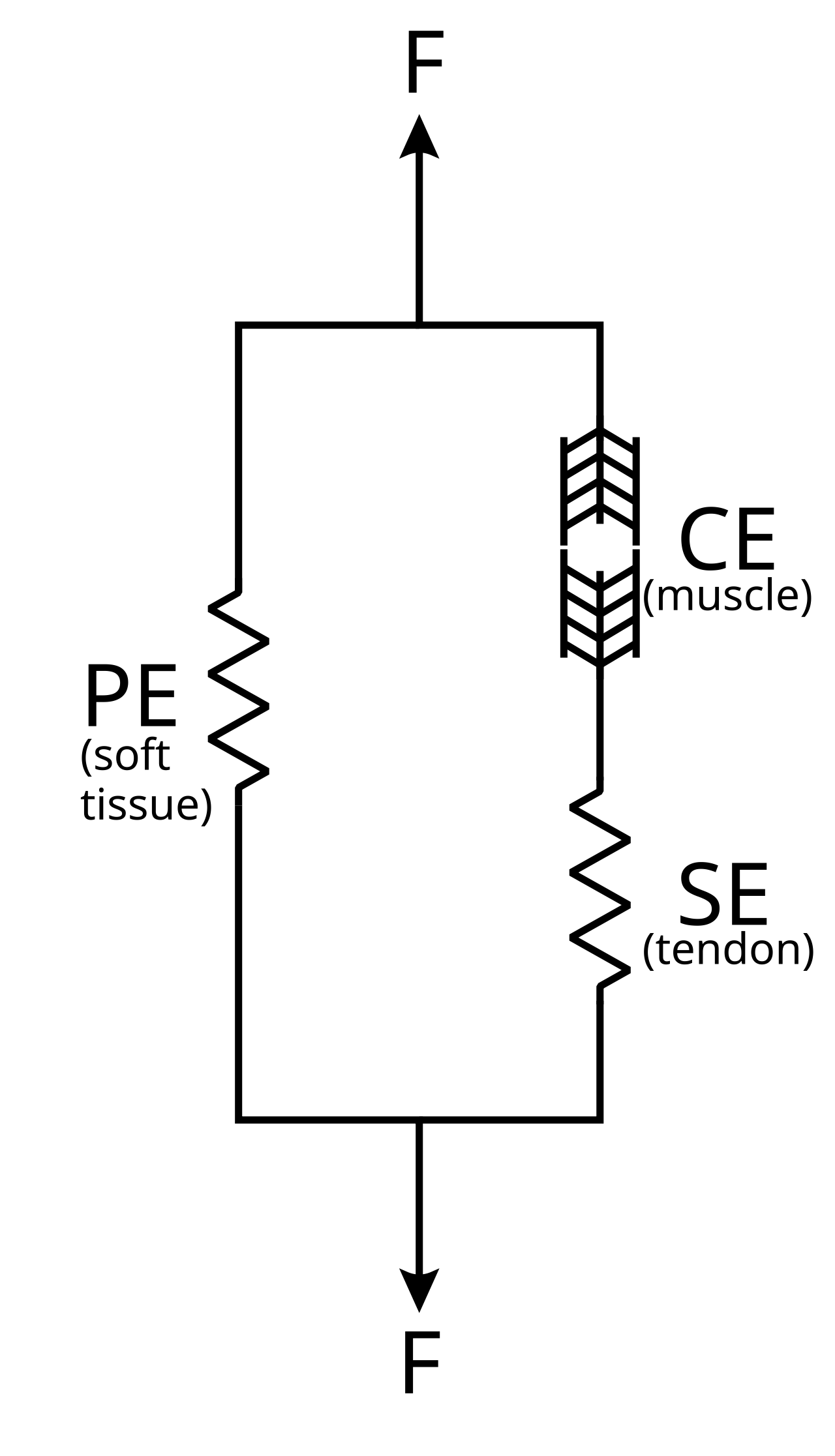 Hill-type muscle model, with a contractile element (CE) representing the muscle itself, a parallel passive element (PE) that represents the spring-like properties of the muscle soft tissue, and a serial spring-like element (SE) representing the tendon. Adapted from Wikimedia Commons.