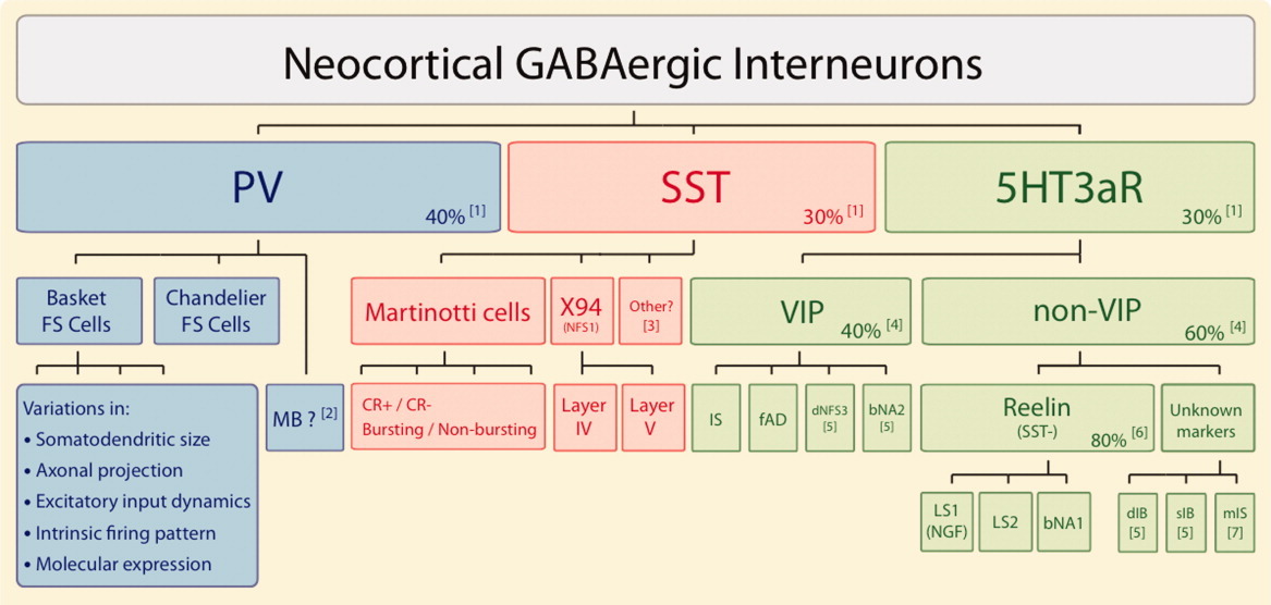 There are three types of inhibitory interneurons according to the neural markers of PV (parvalbumin), SST (somatostatin), and the ionotropic serotonin receptor (5Ht3aR), including VIP (vasoactive intestinal peptide) and Reelin positive subtypes. This greatly simplifies the picture relative to the diversity of morphological types (from Rudy et al., 2011).