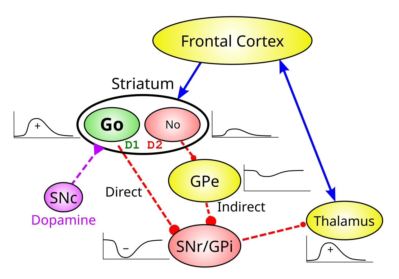 Classical model of BG direct and indirect pathway function, where the direct pathway inhibits the BG output nuclei (SNr/GPi), thus disinhibiting its downstream targets such as the thalamus (i.e., a net Go permissive effect). The indirect pathway adds one more step, into the otherwise tonically active GPe neurons, so that when it is activated, it inhibits this GPe inhibition, and thus makes the output nuclei more active, increasing or maintaining inhibition on the downstream targets (i.e., a net No or inhibitory effect). The plots adjacent to each step of the pathway illustrate the activity of neurons over time, for the Go case, where the direct pathway neurons are strongly activated and the indirect pathways are not so much. Dopamine drives consistent learning and modulation of the direct and indirect pathways via D1 (Go) vs. D2 (No) receptors, such that bursts of dopamine facilitate the Go pathway and inhibit No, while the opposite holds for dips in dopamine.