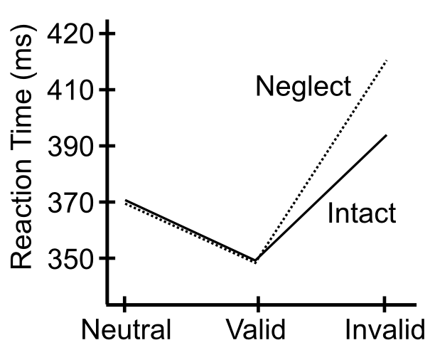 Typical data from the Posner spatial cueing task, showing a speedup for valid trials, and a slowdown for invalid trials, compared to a neutral trial with no cueing. The data for patients with hemispatial neglect is also shown, with their overall slower reaction times normalized to that of the intact case.