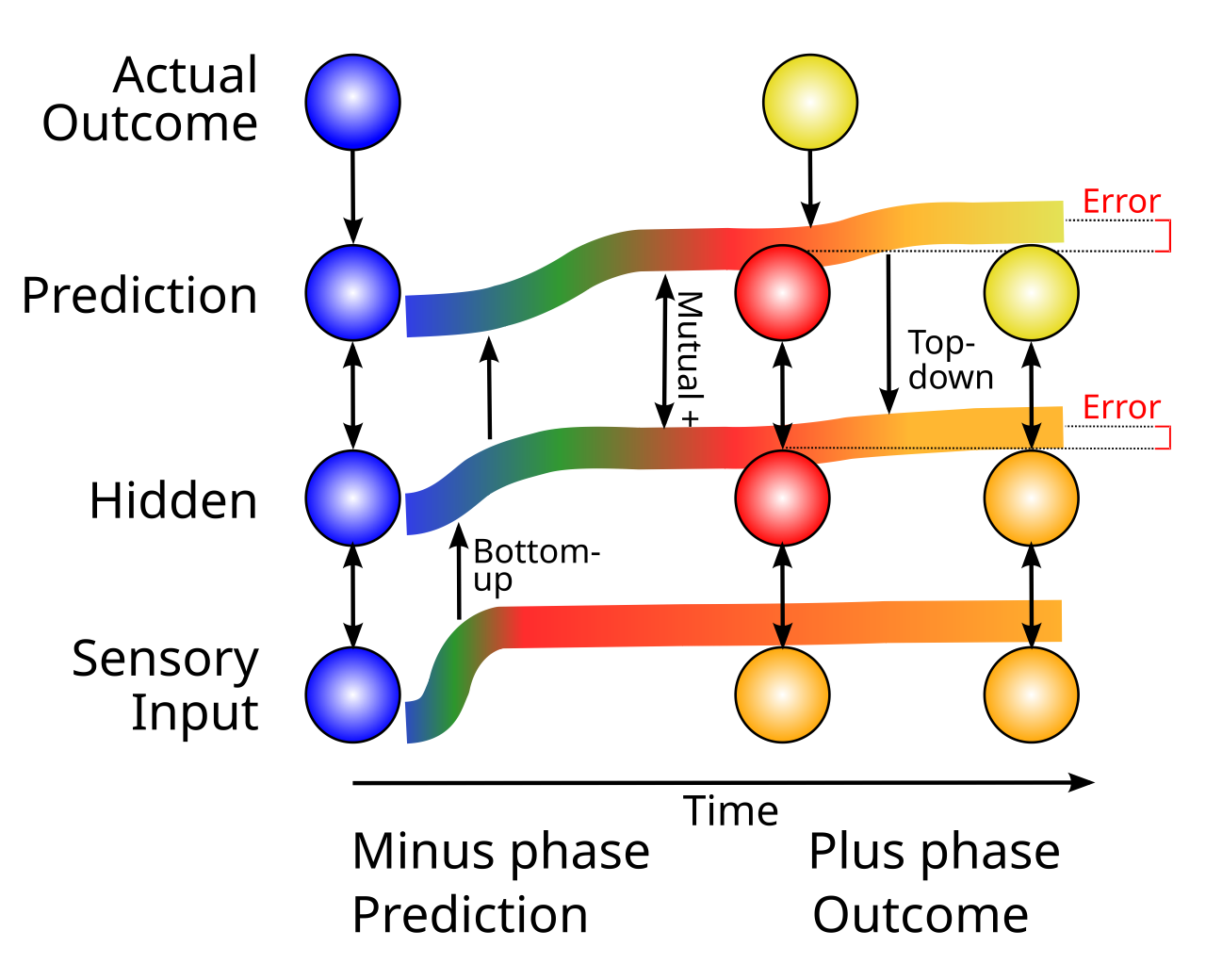 How bidirectional activation propagation can communicate error signals, in the simplest case of a three-layer network mapping from a Sensory Input to a Prediction output, with the Actual Outcome driving the Prediction layer only in the later plus phase, after an initial minus phase when the prediction is generated. The Error is the temporal difference between the (plus – minus) activity levels. There is just one network with three bidirectionally connected units, as shown at the left; the networks shown further to the right are snapshots of the activity state of this network at different points in time, which evolves from left to right. The thick colored lines also show the activation level of each of the three neurons over time, both in terms of the line height and the brightness and warmth of the color gradient. Initially, each neuron is inactive (blue). Then, external Sensory Input arrives, and a wave of bottom-up excitation propagates upward through the Hidden and Prediction layers. Critically, the Prediction and Hidden neurons mutually excite each other via bidirectional connections, which contributes to each of their activity levels. The snapshot of the network in the middle shows the neural activity at the end of the minus phase. Then, at the start of the plus phase, the Actual Outcome arrives, which is more active than the Prediction, and it therefore drives more activity in the Prediction neuron. This propagates top-down to the Hidden neuron as well, which is the key mechanism by which bidirectional connectivity communicates error signals, causing the Hidden neuron to have a (plus – minus) activity difference, reflecting the top-down influence from the Prediction layer. This temporal-difference based Error signal provides a good approximation to the error backpropagation error gradient (O’Reilly, 1996).