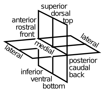 Terminology for referring to different locations in the brain.