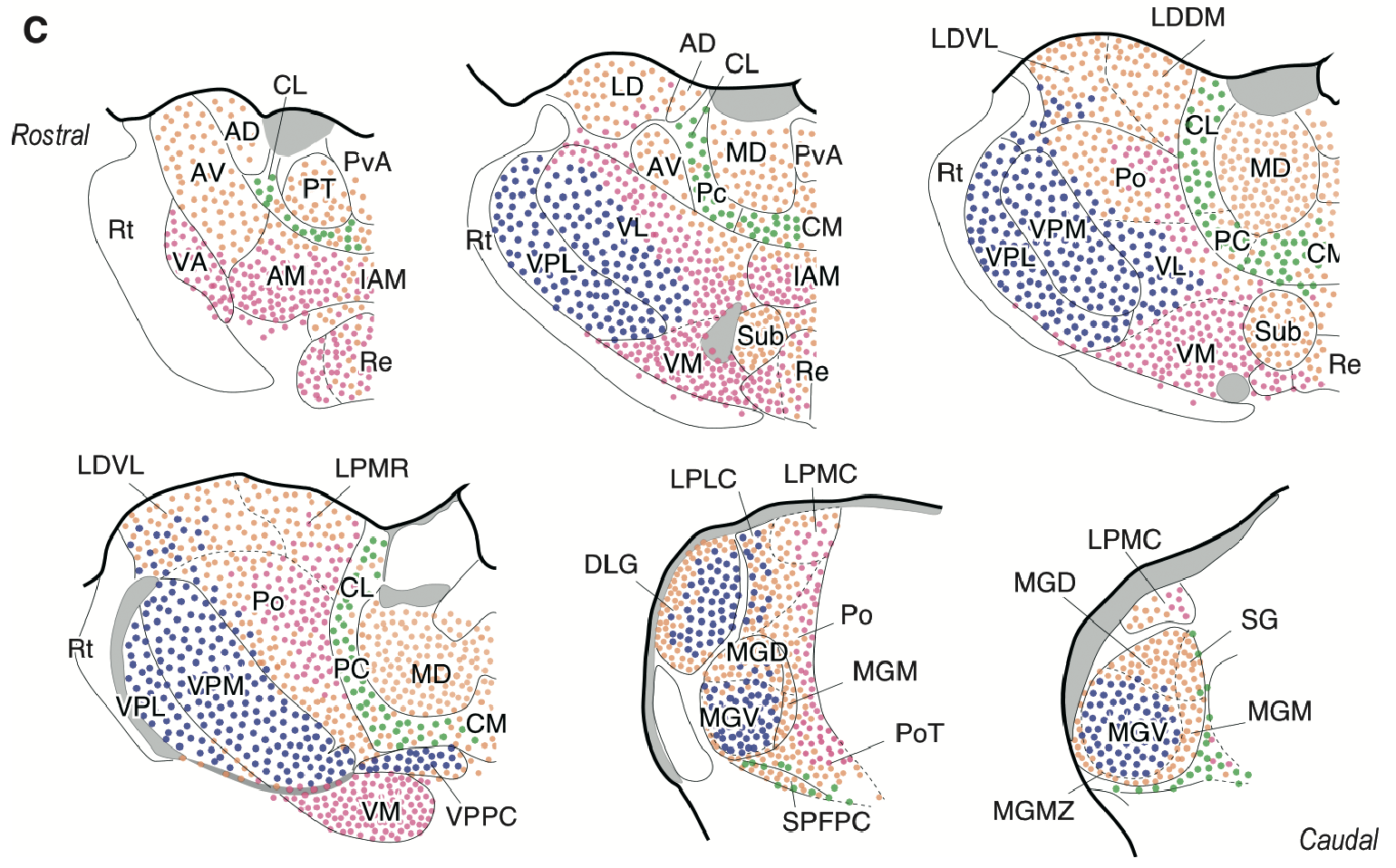 Map of thalamic areas in the rodent according to the four types shown in the prior figure, using the same colors. From Clasca et al., 2012.