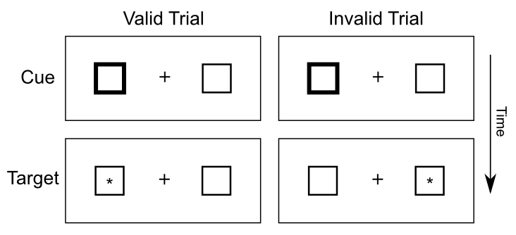 The Posner spatial cueing task, widely used to explore spatial attention effects. The participant is shown a display with two boxes and a central fixation cross — on some trials, one of the boxes is cued (e.g., the lines get transiently thicker), and then a target appears in one of the boxes (or not at all on catch trials). The participant just presses a key when they first detect the target. Reaction time is quicker for valid cues vs. invalid ones, suggesting that spatial attention was drawn to that side of space. Patients with hemispatial neglect exhibit slowing for targets that appear in the neglected side of space, particularly when invalidly cued.