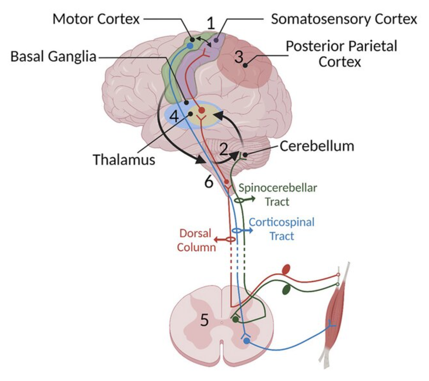 The location of the cerebellum in relation to other elements of the motor system. 5 is the spinal cord, and 6 is the brainstem. From Asan et al (2022).