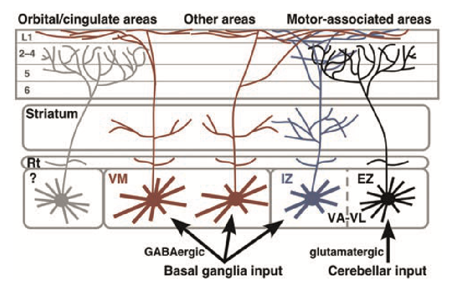 Summary of projections from the different ventral motor thalamic areas in rodents. VL in the EZ = excitatory zone is thus the VLcn that receives cerebellar nucleus (CN) driver inputs (which includes caudodorsal VA in rodent), and sends focal core-like projections as shown on the right. The VM neurons (which include rostroventral VA, in the IZ = inhibitory zone) represents VAbg (VAsnr, VAgpi) in our terminology, because it receives extensive BG disinhibitory output (SNr, GPi) and projects in a more diffuse matrix-like pattern to superficial layers. From Kuramoto et al. (2015).