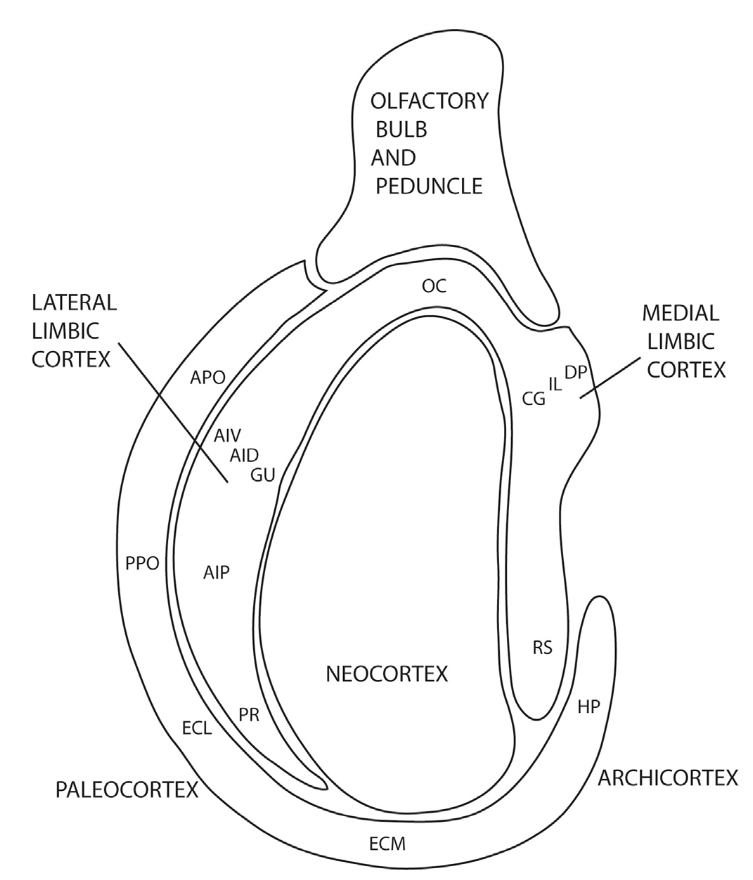 Components of the mesocortical ring of more evolutionarily ancient cortical systems, that anchor the learning of more abstract representations within the island of the neocortex that developes within this ring. The anterior “limbic” areas at the top provide the core goal-driven functionality to approach desired outcomes and avoid negative ones (OC = OFC = orbital frontal cortex; CG = ACC = anterior cingulate cortex; IL = infralimbic; DP = PL = prelimbic; AIV, AID, AIP = anterior insula ventral, dorsal, posterior). On the posterior side, the archicortex comprises the hippocampus (HP) which interconnects with the entorhinal cortex (ECL, ECM for lateral and medial), which in turn interconnect with the retrosplenial cortex (RS) via the posterior portion of the cingulate cortex, which has the core spatial representations used in navigation. The olfactory piriform cortex (PPO, APO) represents an outer ring that connects into the hippocampal system, but also with the insula and associated consumatory representations. From Puelles et al., 2019.
