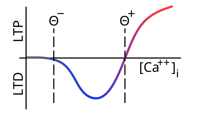 Standard account (after Lisman, 1989) for the direction of synaptic plasticity (LTP = increase, LTD = decrease) as a function of Ca++ concentration in the postsynaptic spine (accumulated over several hundred milliseconds). Low levels of Ca++ cause LTD, while higher levels drive LTP. Threshold levels indicated by theta values represent levels where the function changes sign.